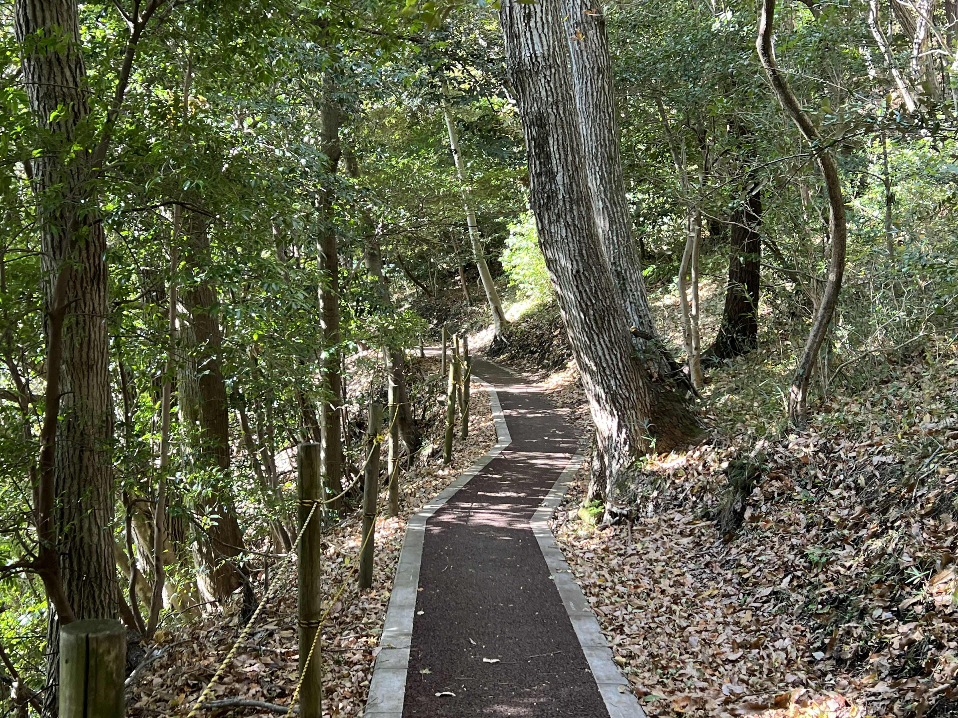 Paved path through a lush green forest with trees and fallen leaves