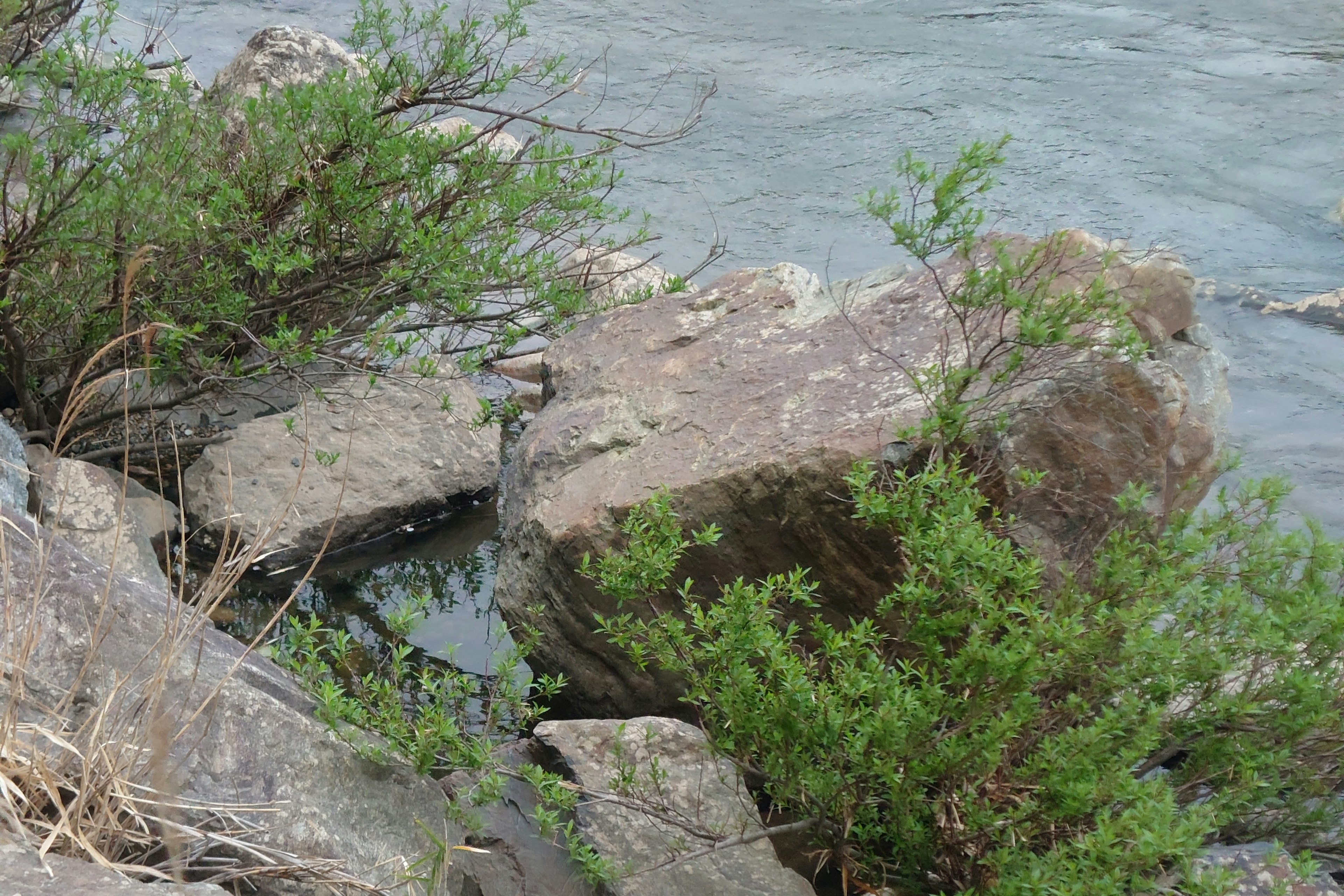 岩と水辺の緑の植物のある風景