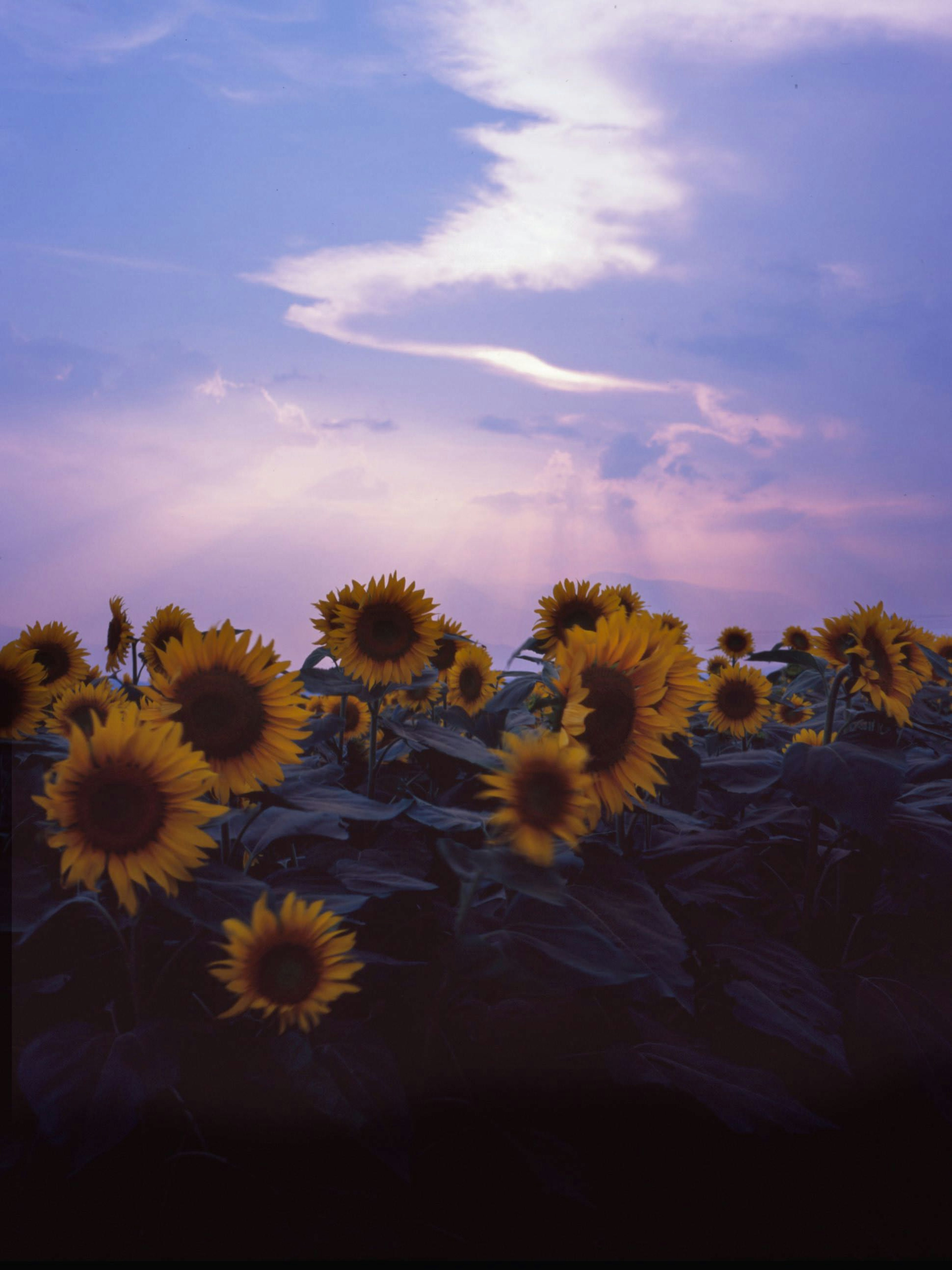 Field of sunflowers under a purple sky