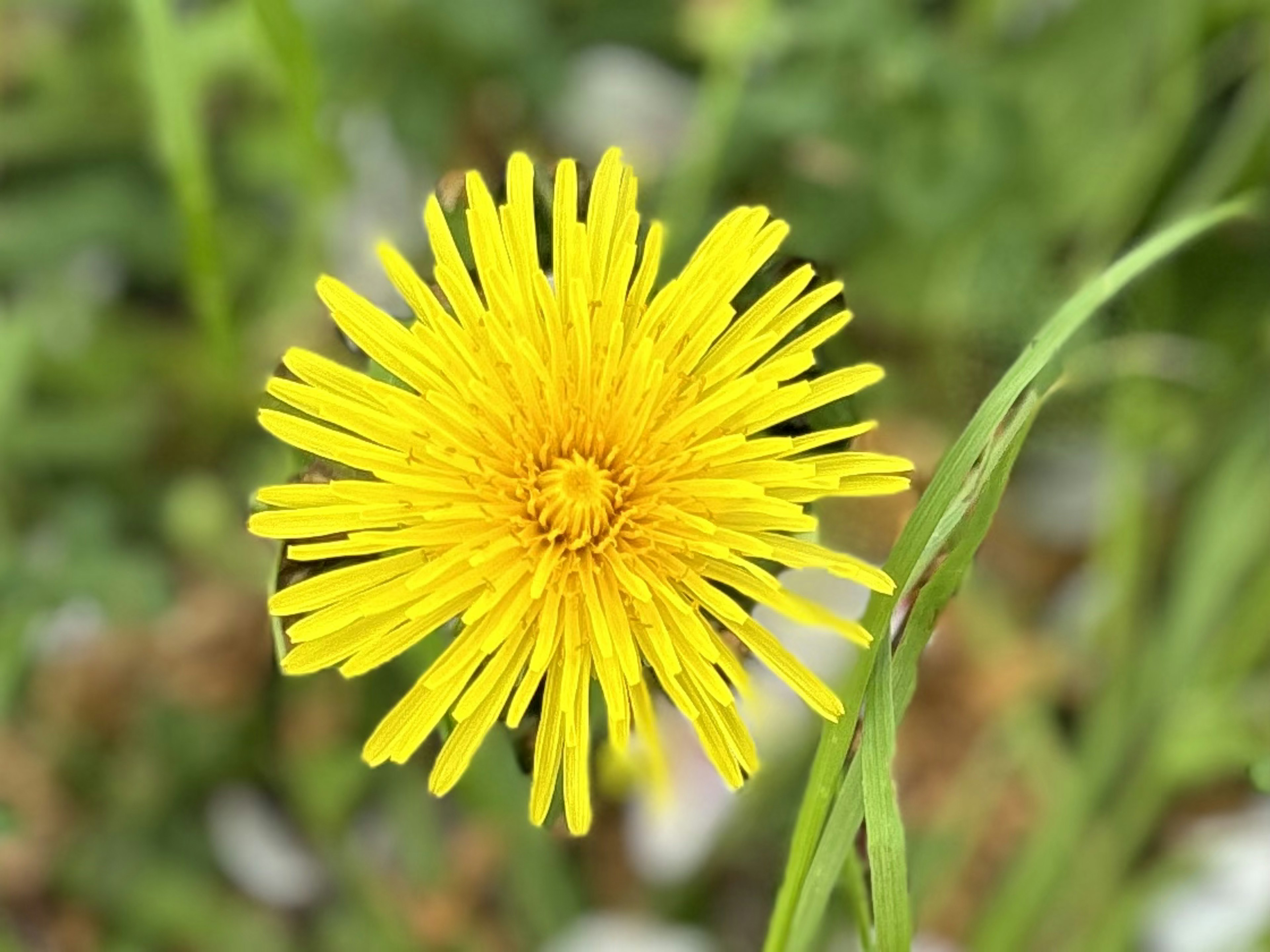 黄色のタンポポの花が中心にあり周囲には緑の葉が見える