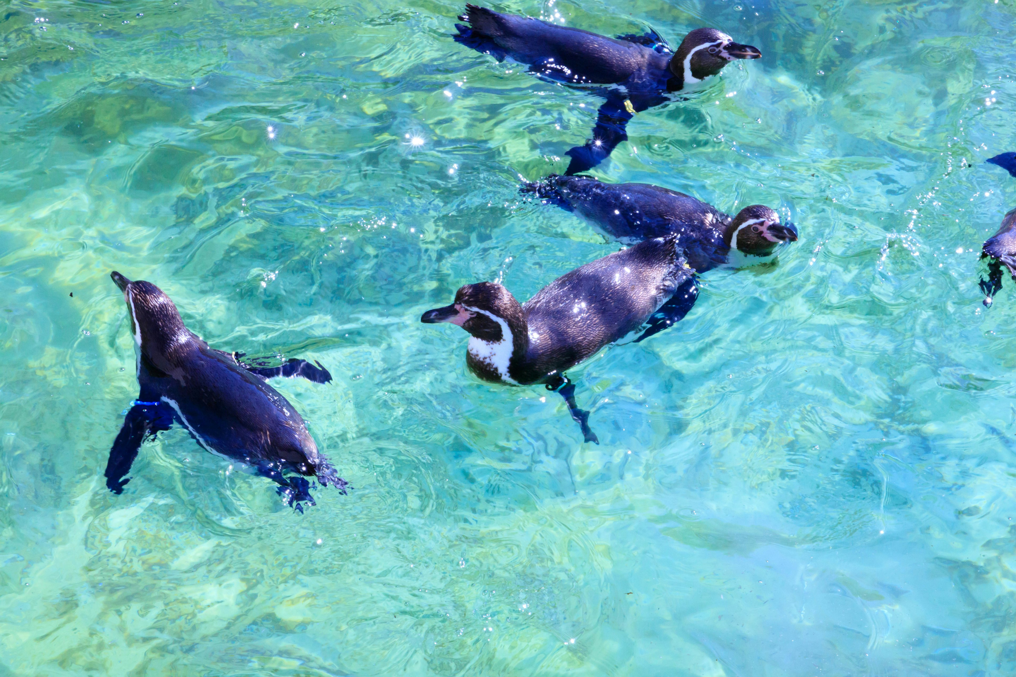 Sekelompok penguin berenang di air jernih