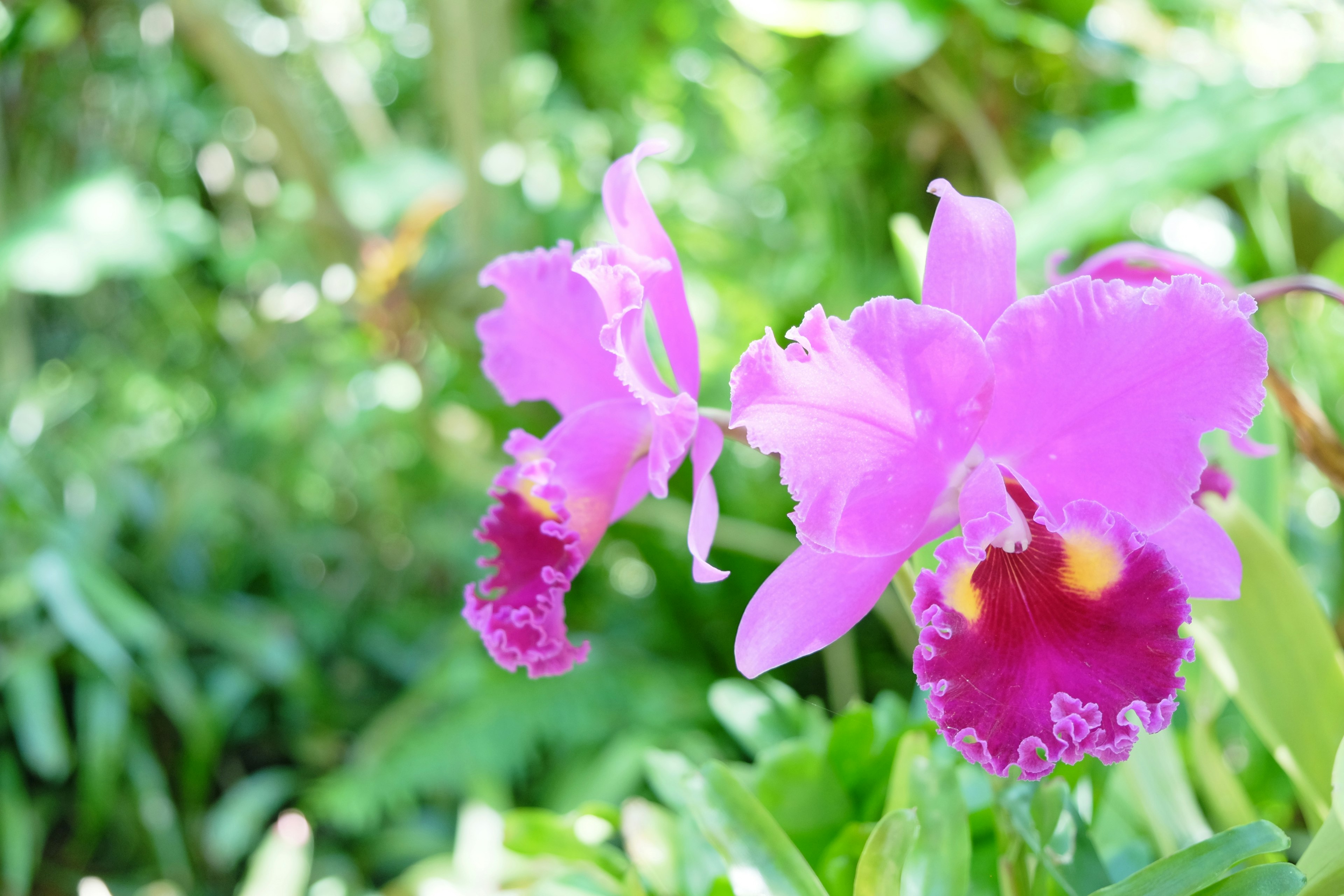 Anggrek Cattleya ungu cerah mekar di antara daun hijau