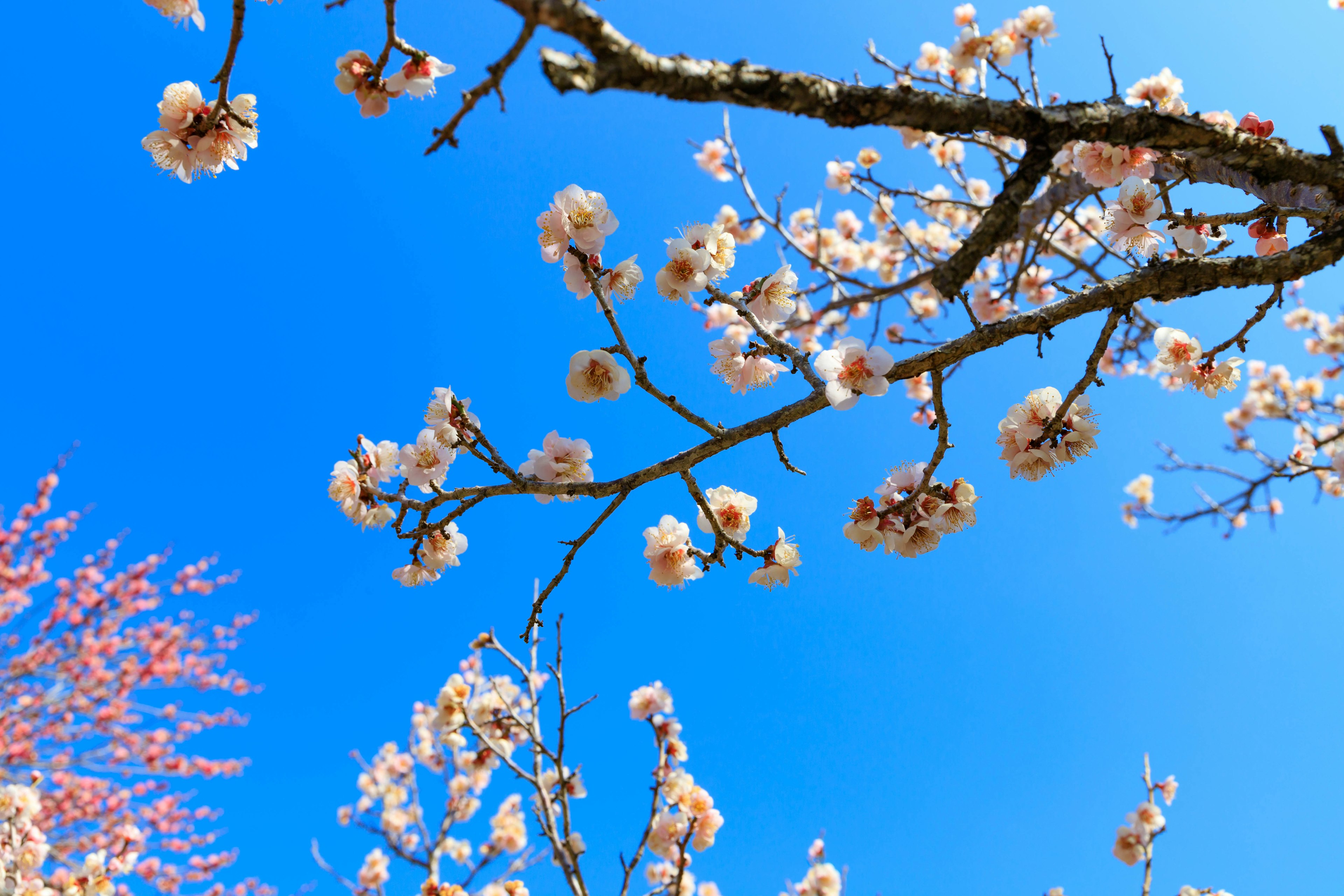 Nahaufnahme von Kirschblüten und Ästen unter einem blauen Himmel