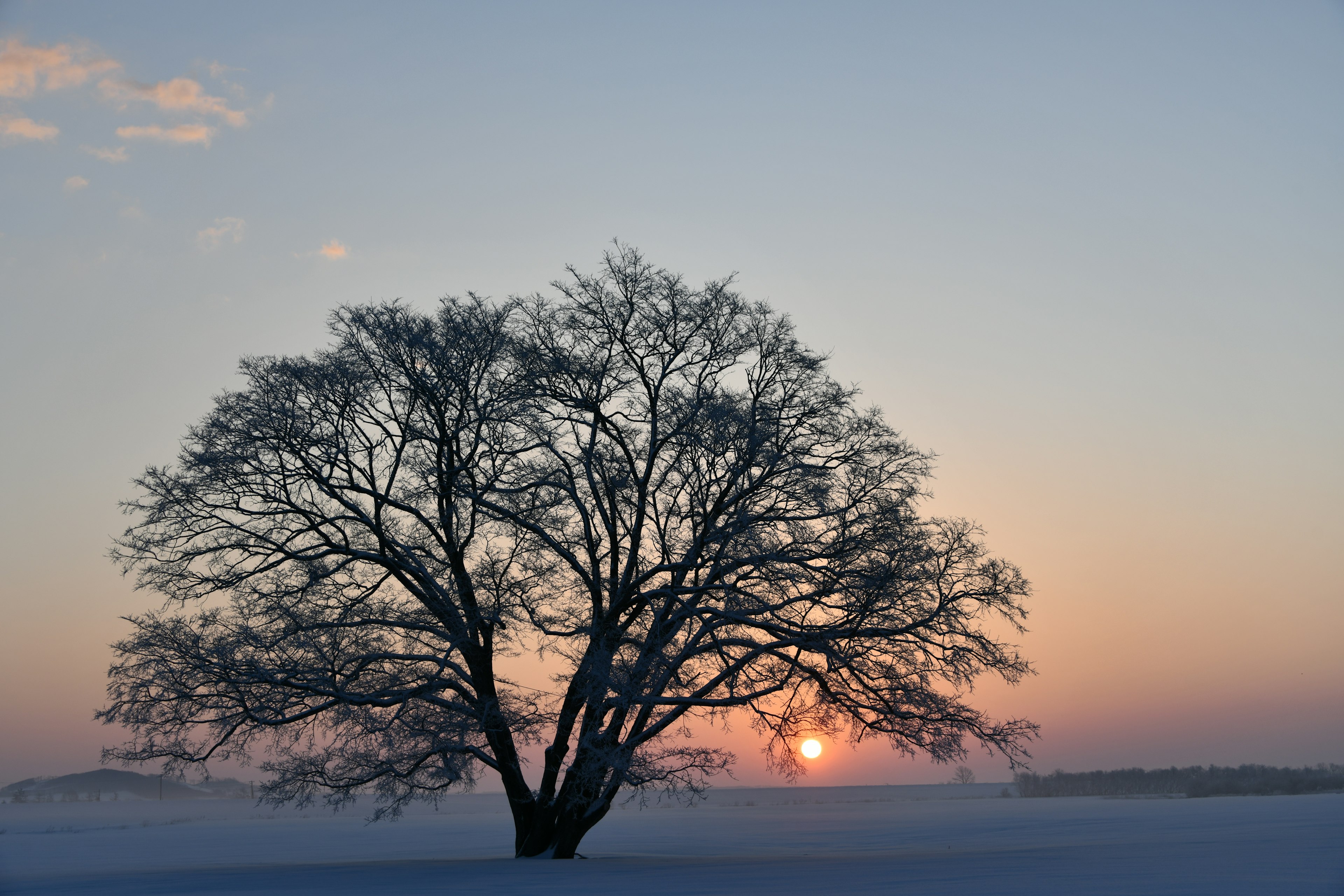 Großer Baum silhouettiert gegen einen Wintersonnenuntergang