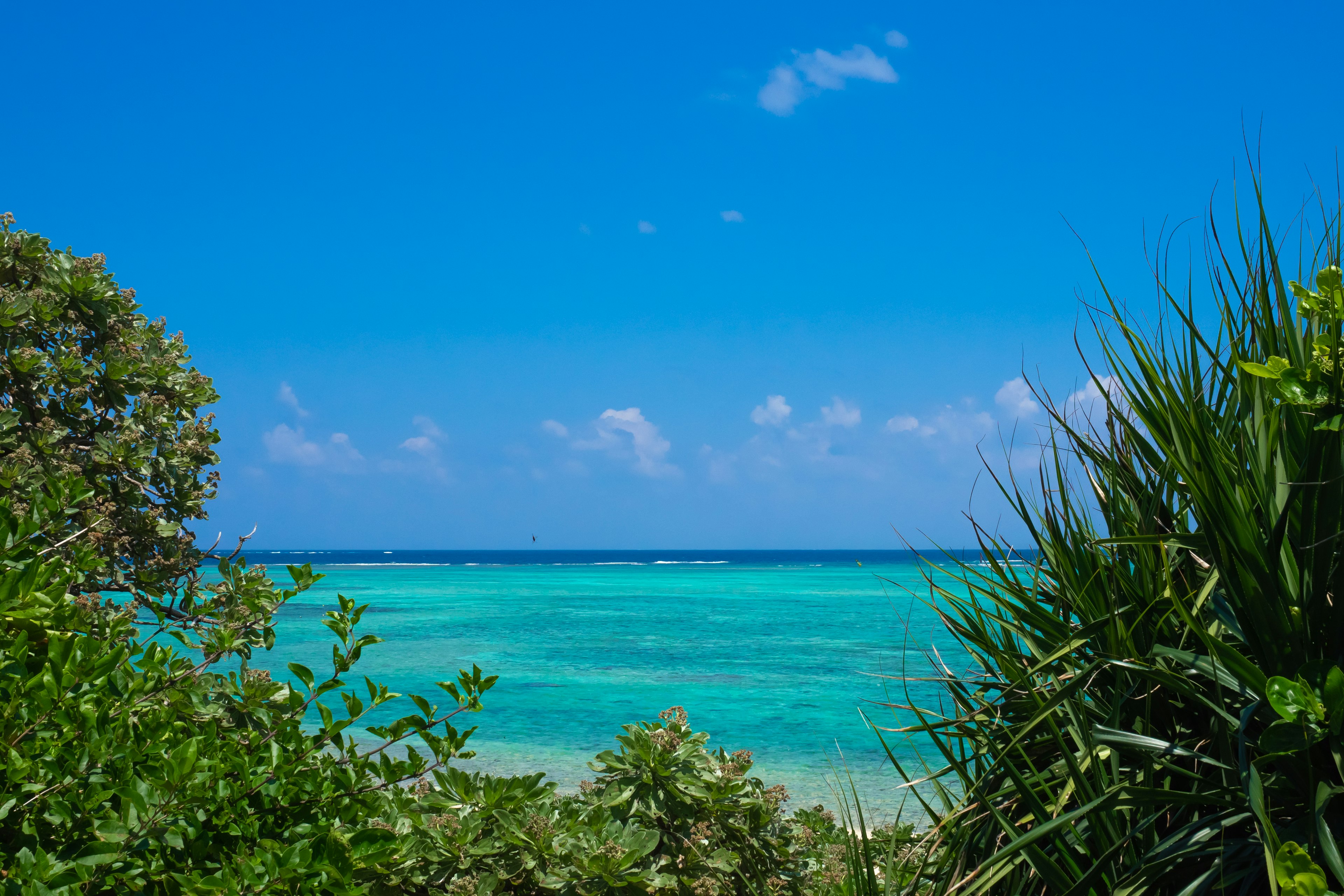 Scenic view of a bright blue sky and turquoise ocean framed by green foliage