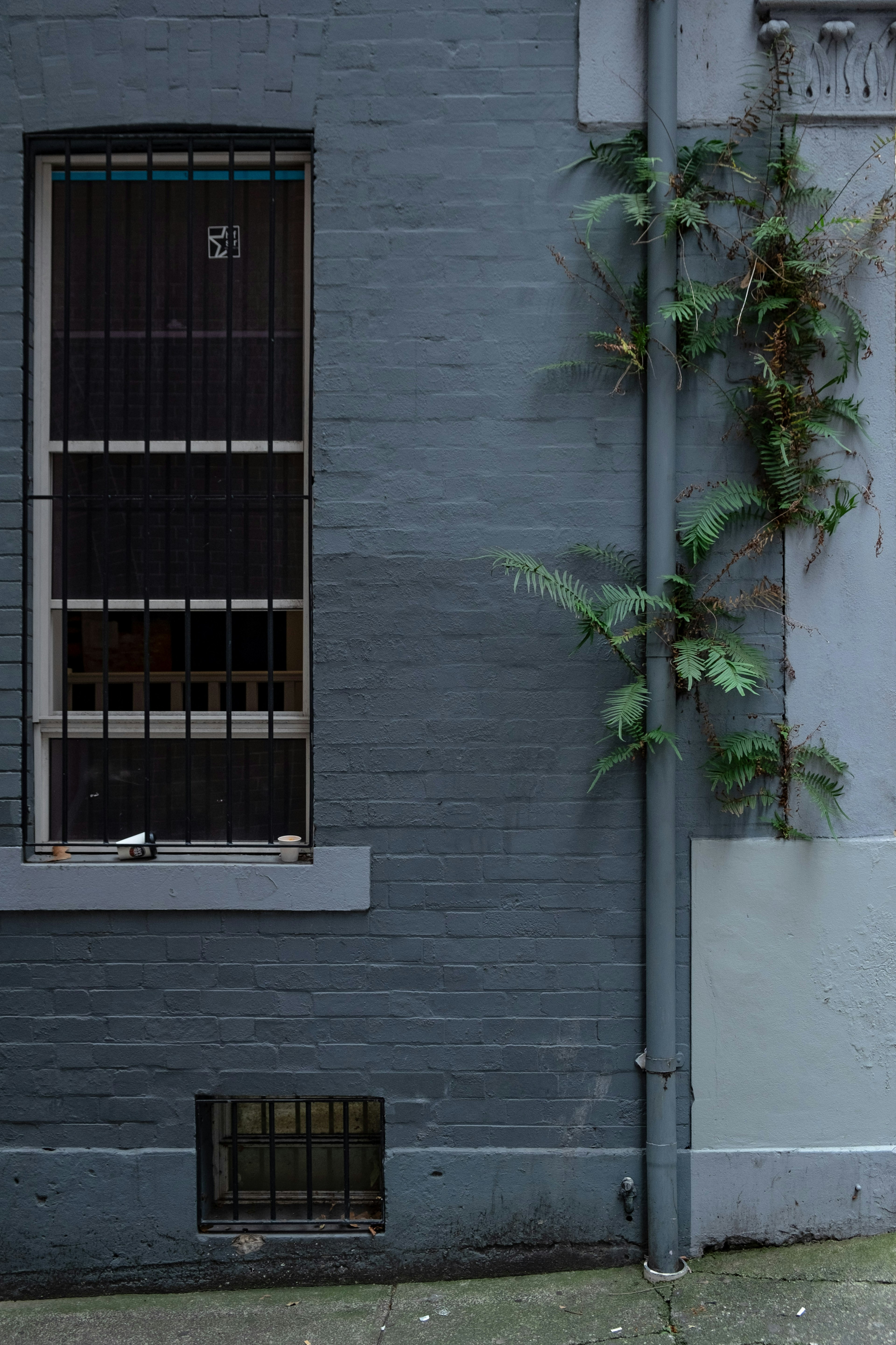 Pared gris con una ventana con rejas y plantas verdes trepadoras