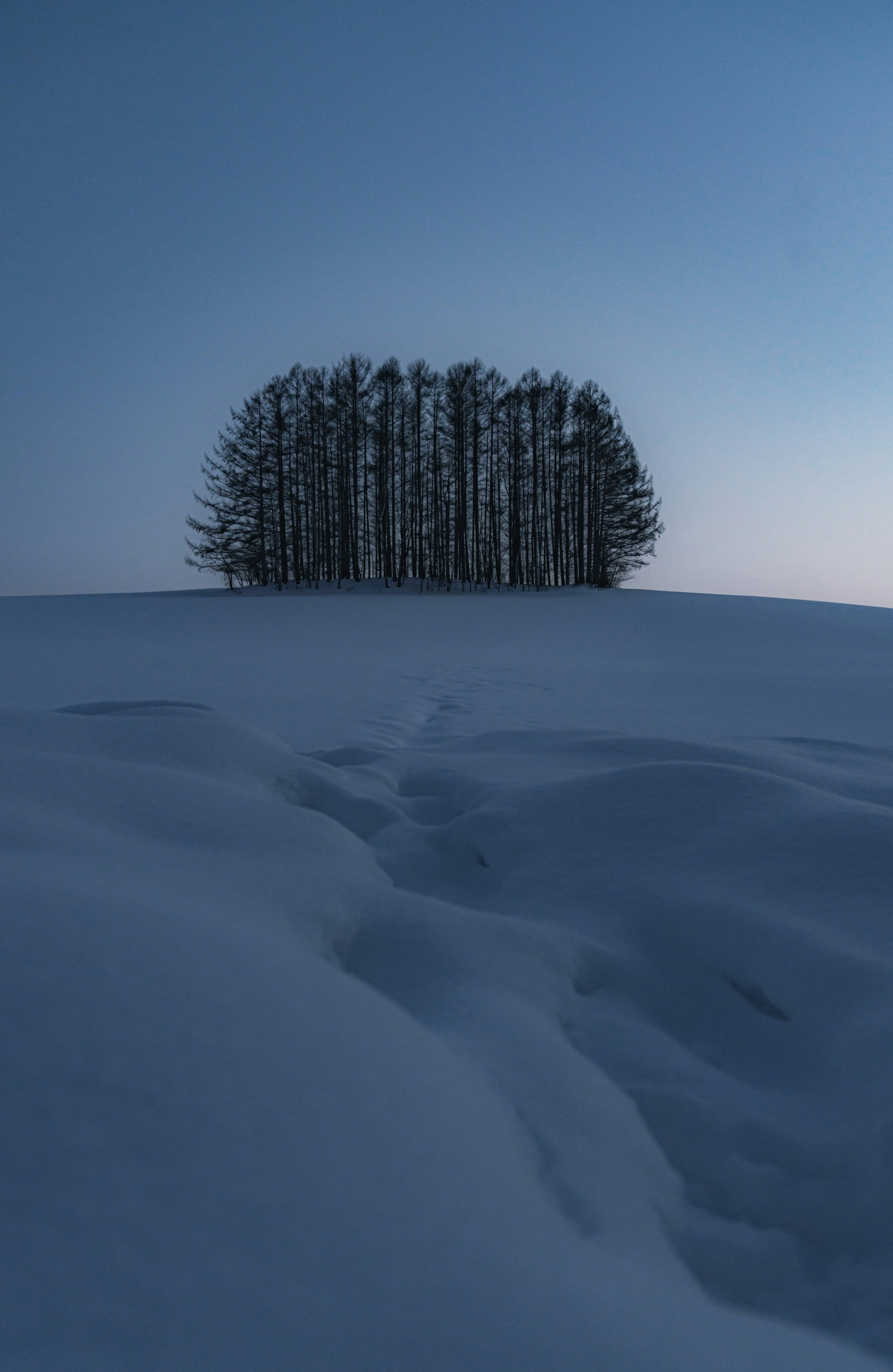 雪に覆われた風景の中に立つ木々のグループ