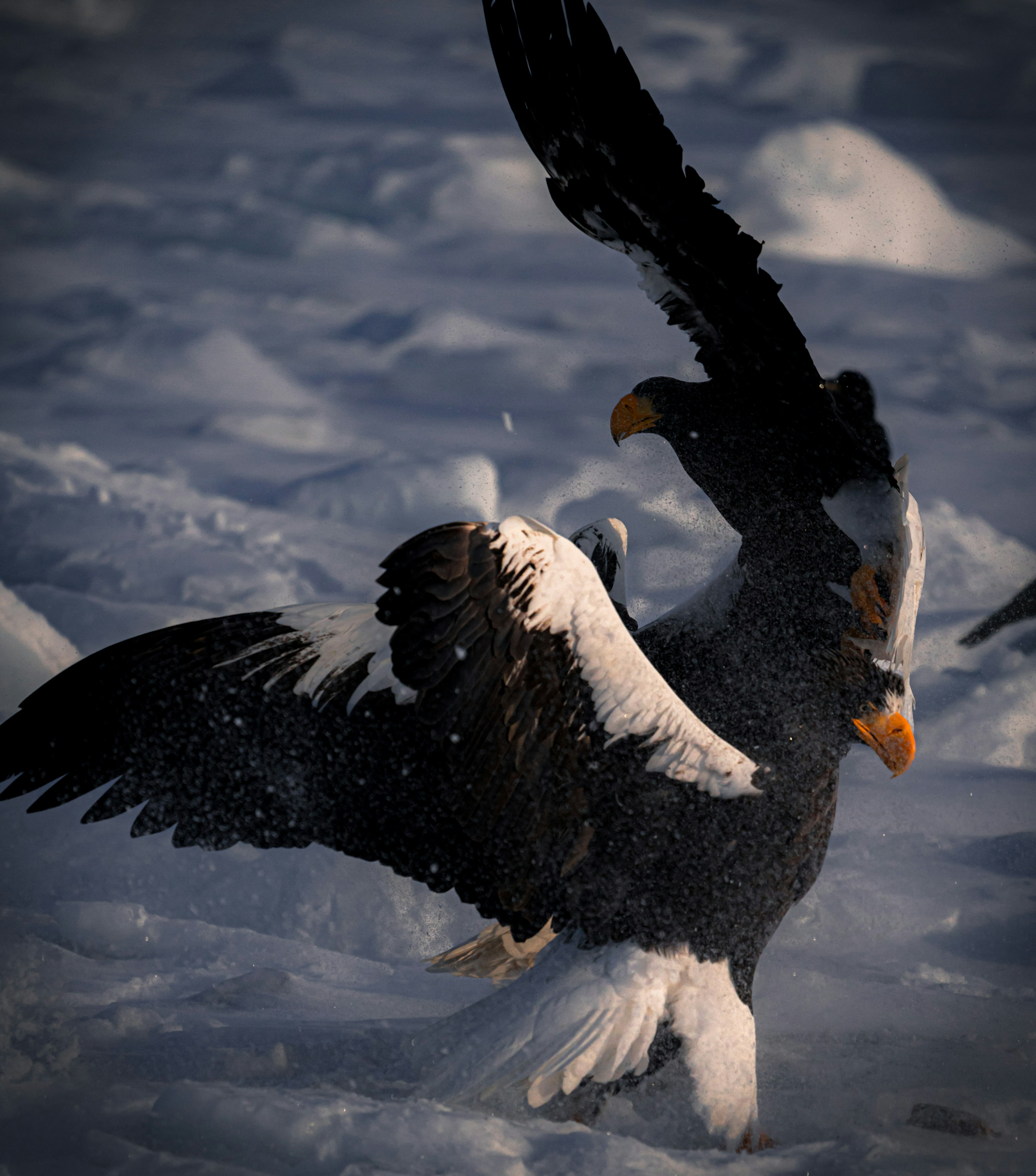 Ein Steller-Seeadler, der auf Schnee mit den Flügeln schlägt