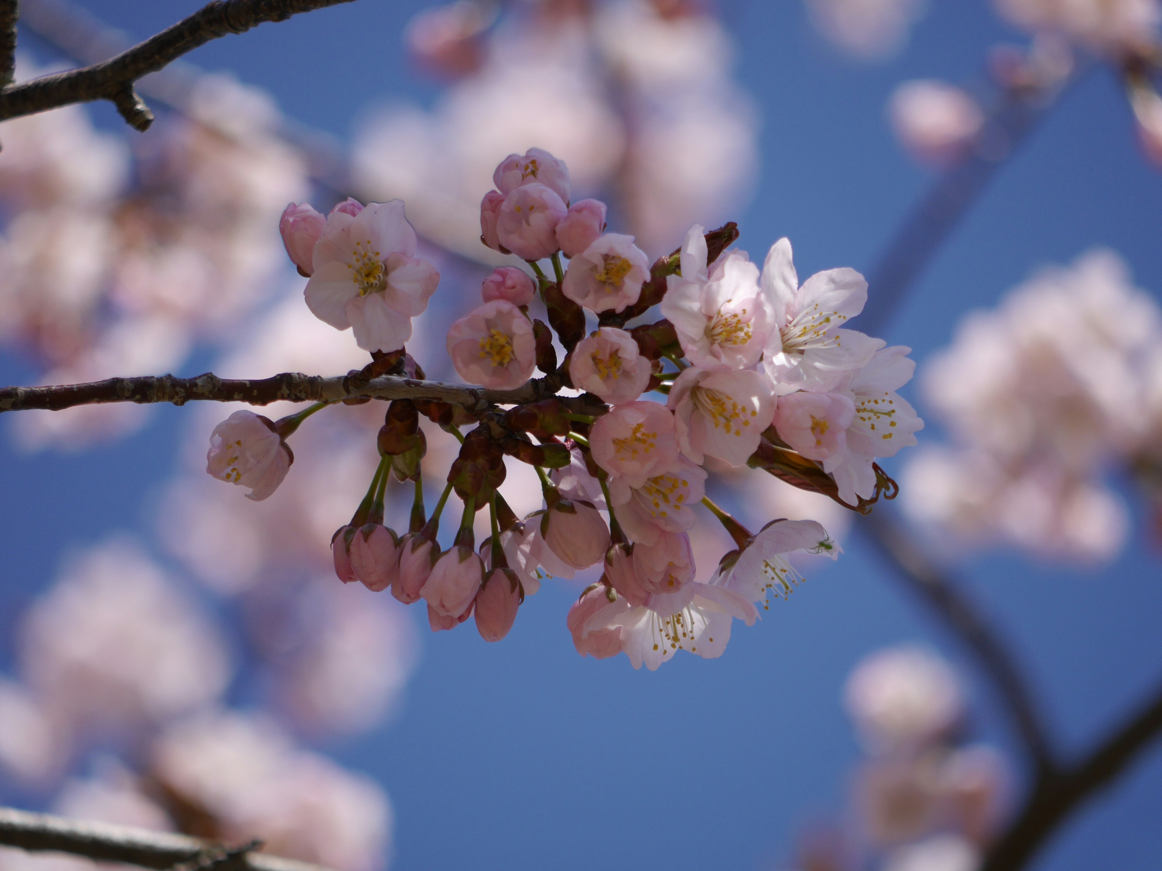 青空を背景にした桜の花のクローズアップ