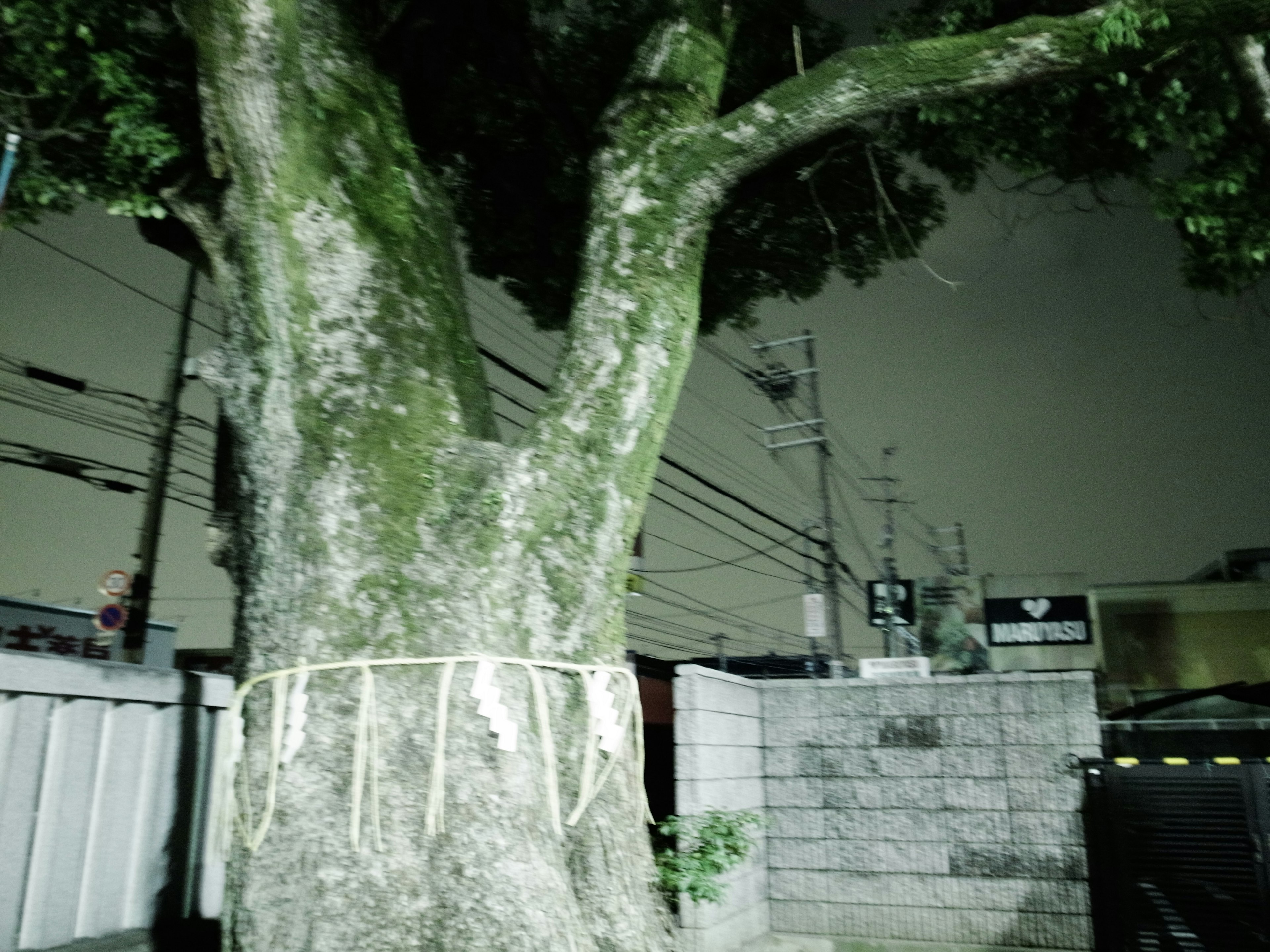 Thick tree in a nighttime urban setting with visible buildings