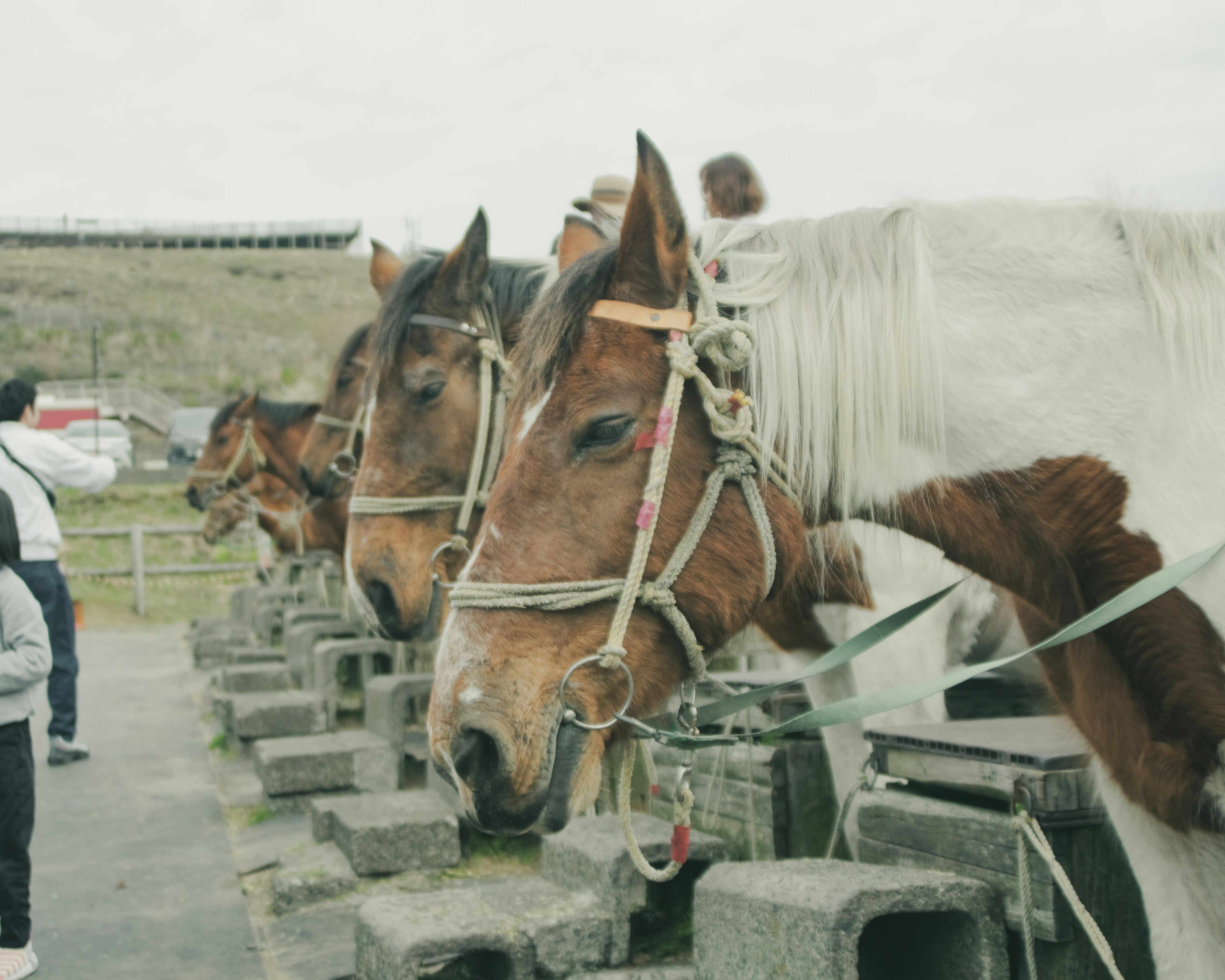 Horses lined up with their faces visible in a rural setting