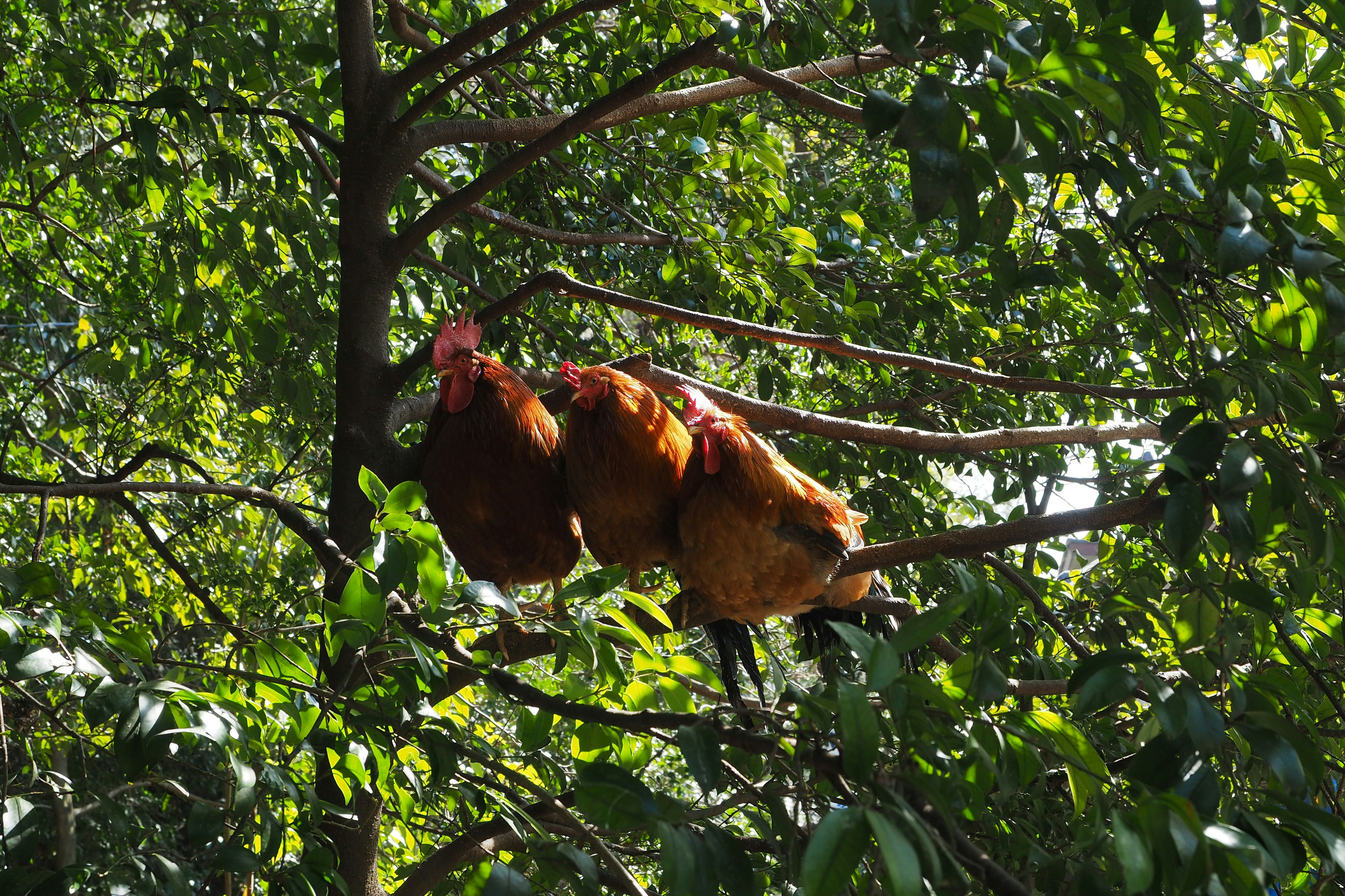 Chickens perched on a tree branch surrounded by green leaves