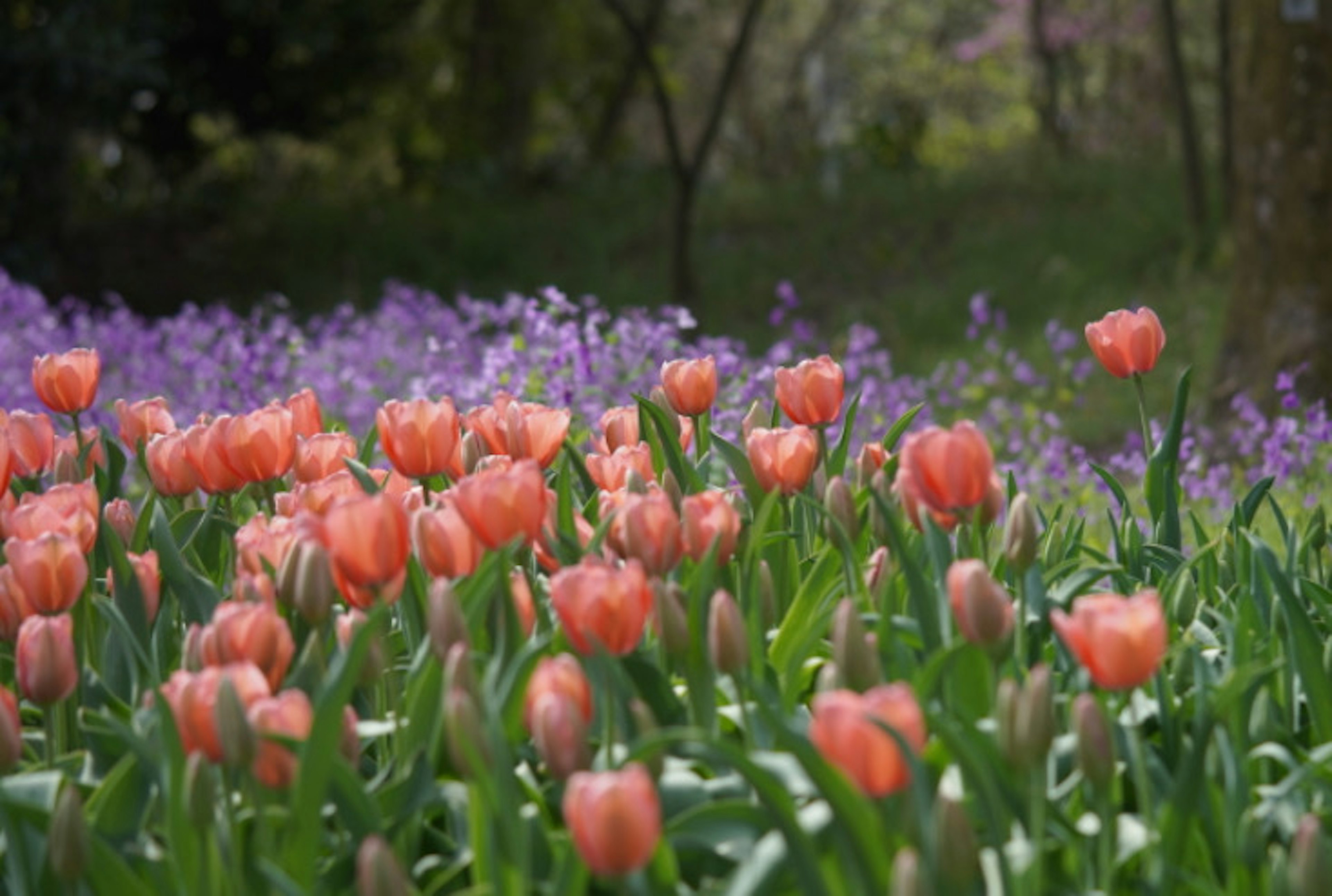 Pemandangan indah dengan tulip merah muda dan bunga ungu yang mekar