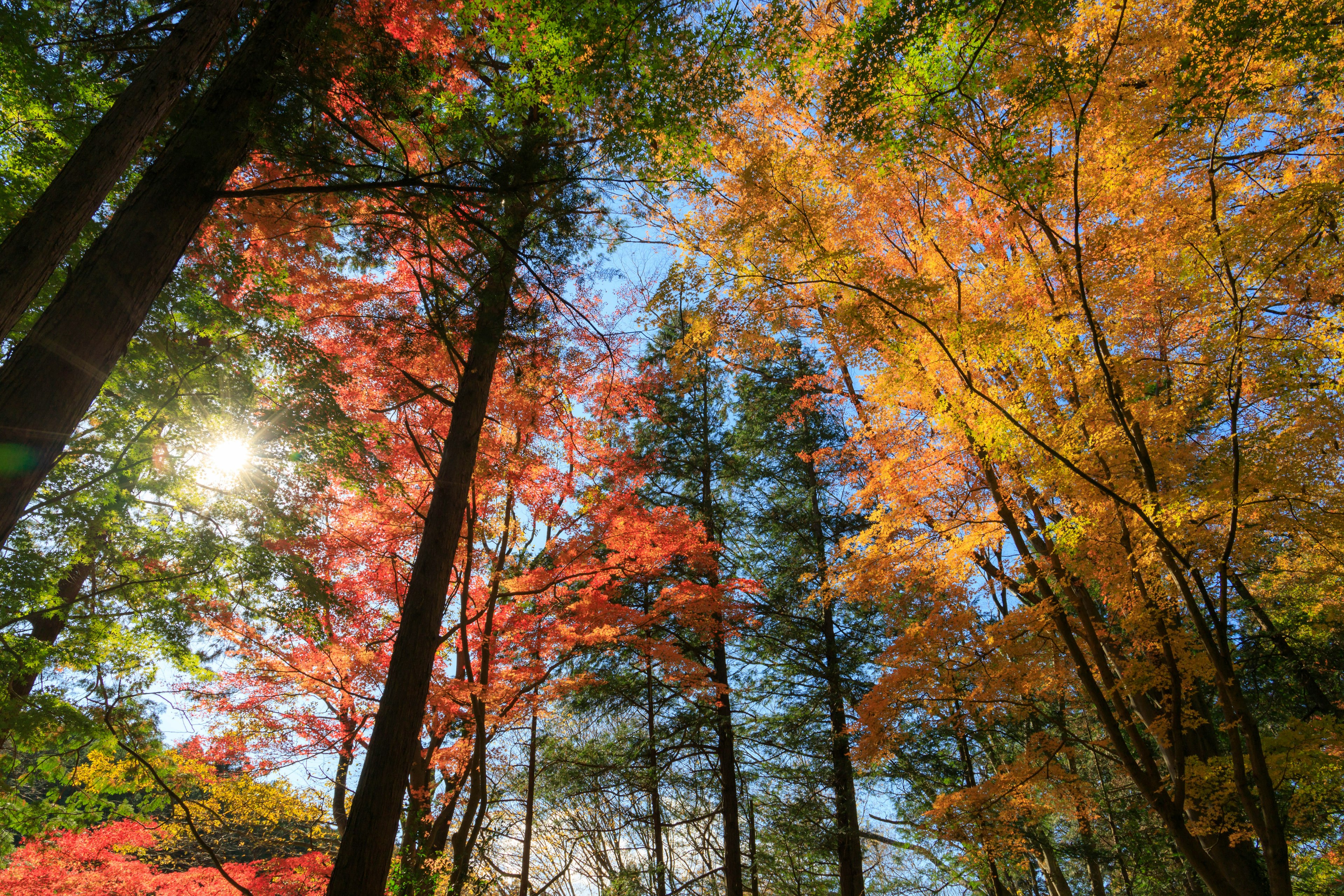 View of a forest canopy filled with colorful autumn leaves