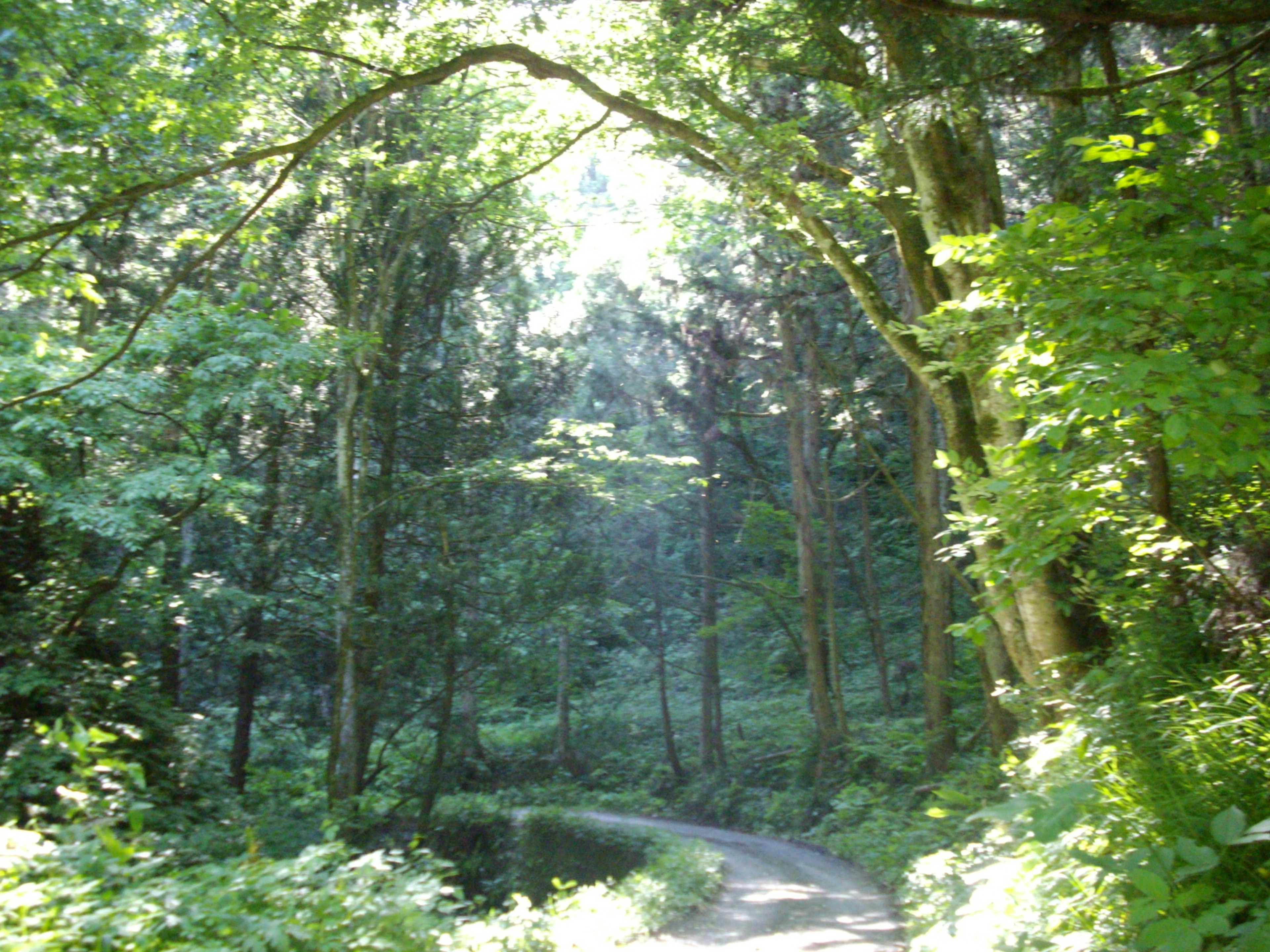 Un sentier forestier luxuriant serpentant à travers des arbres formant une arche