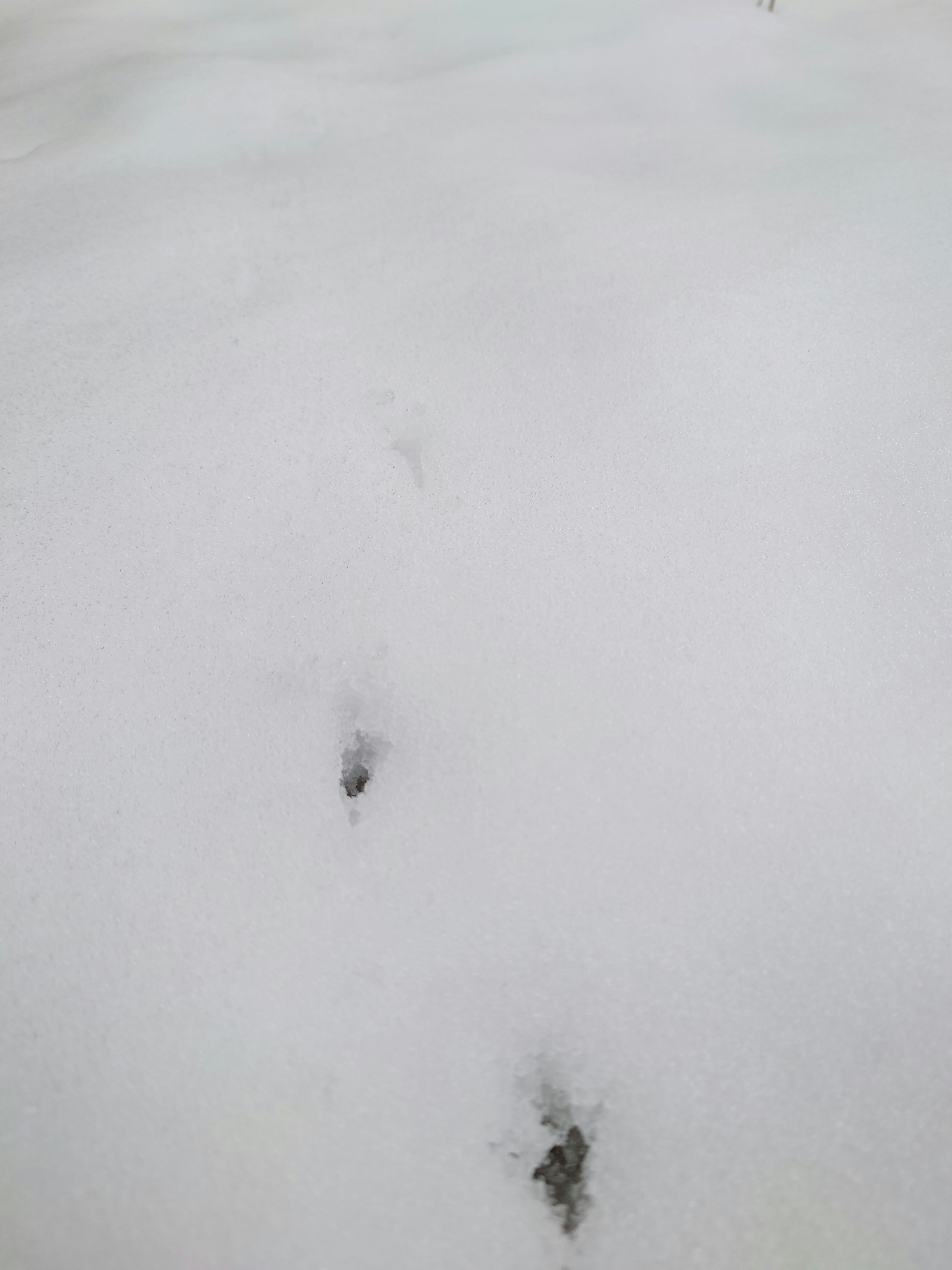 Animal footprints on a snowy surface