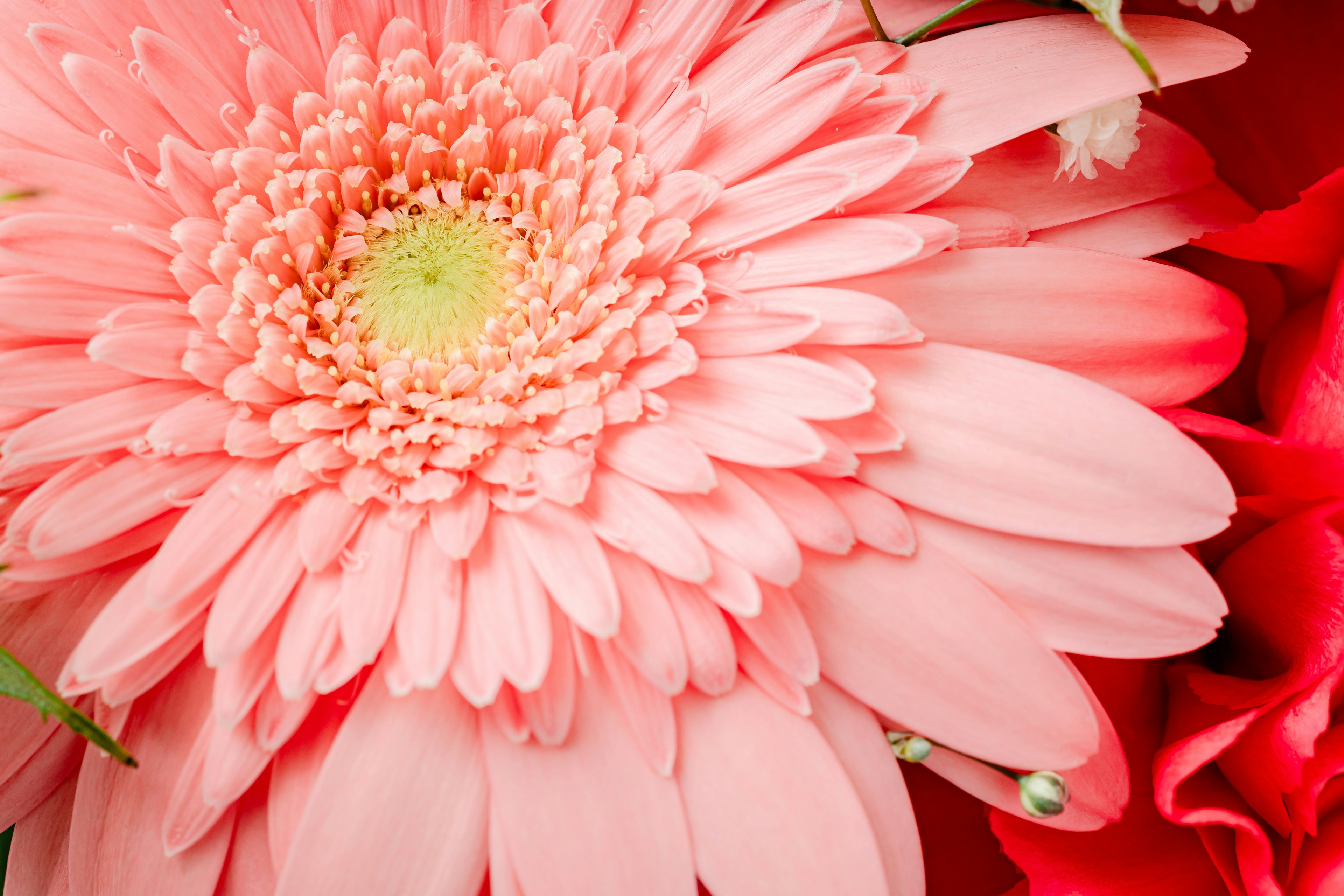 Gros plan d'une gerbera rose avec des fleurs rouges en arrière-plan