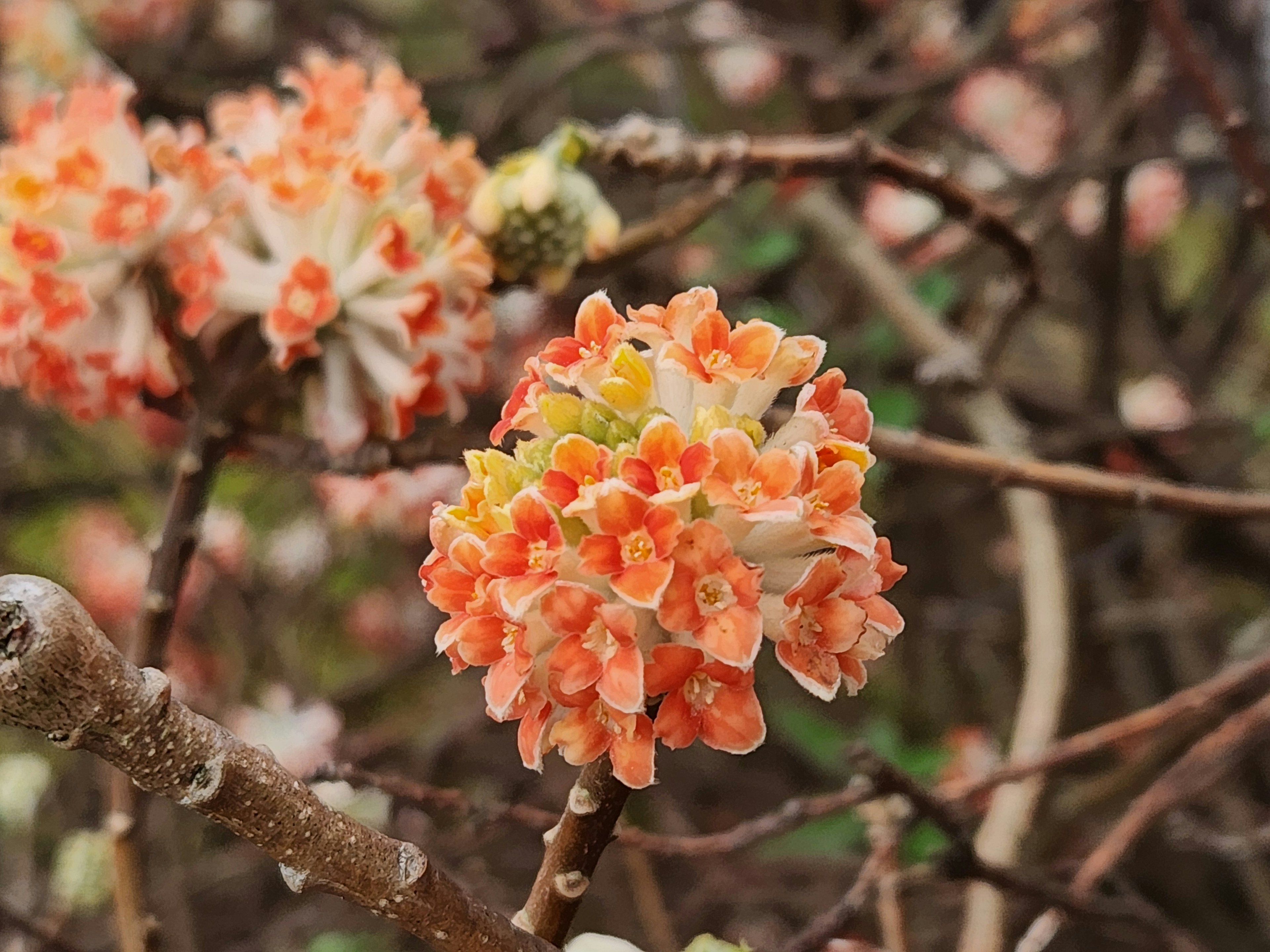 Nahaufnahme einer Pflanze mit Clustern von orangefarbenen Blumen, die einem Strauß ähneln