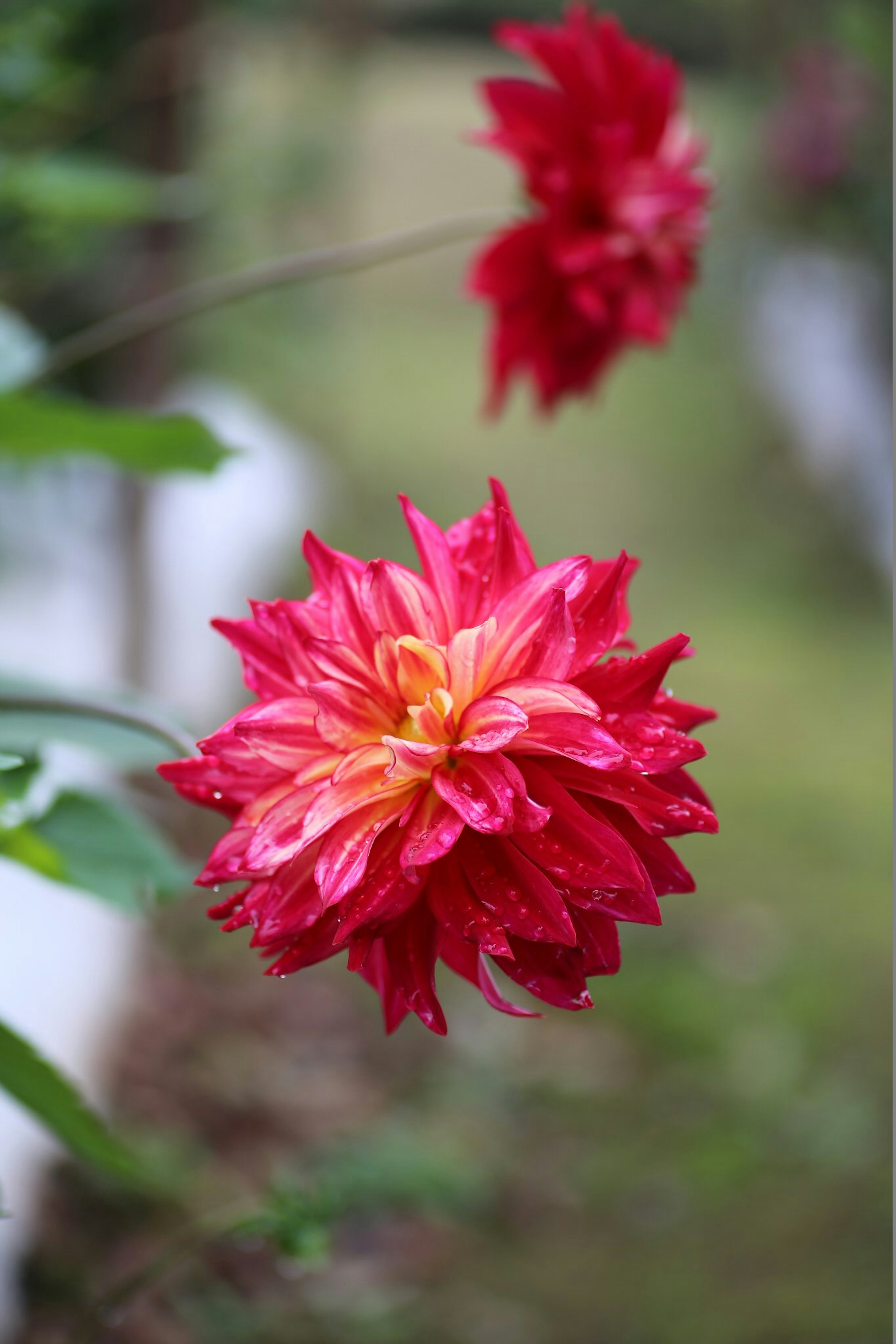 Fiore di dalia rossa vibrante che brilla di gocce di pioggia