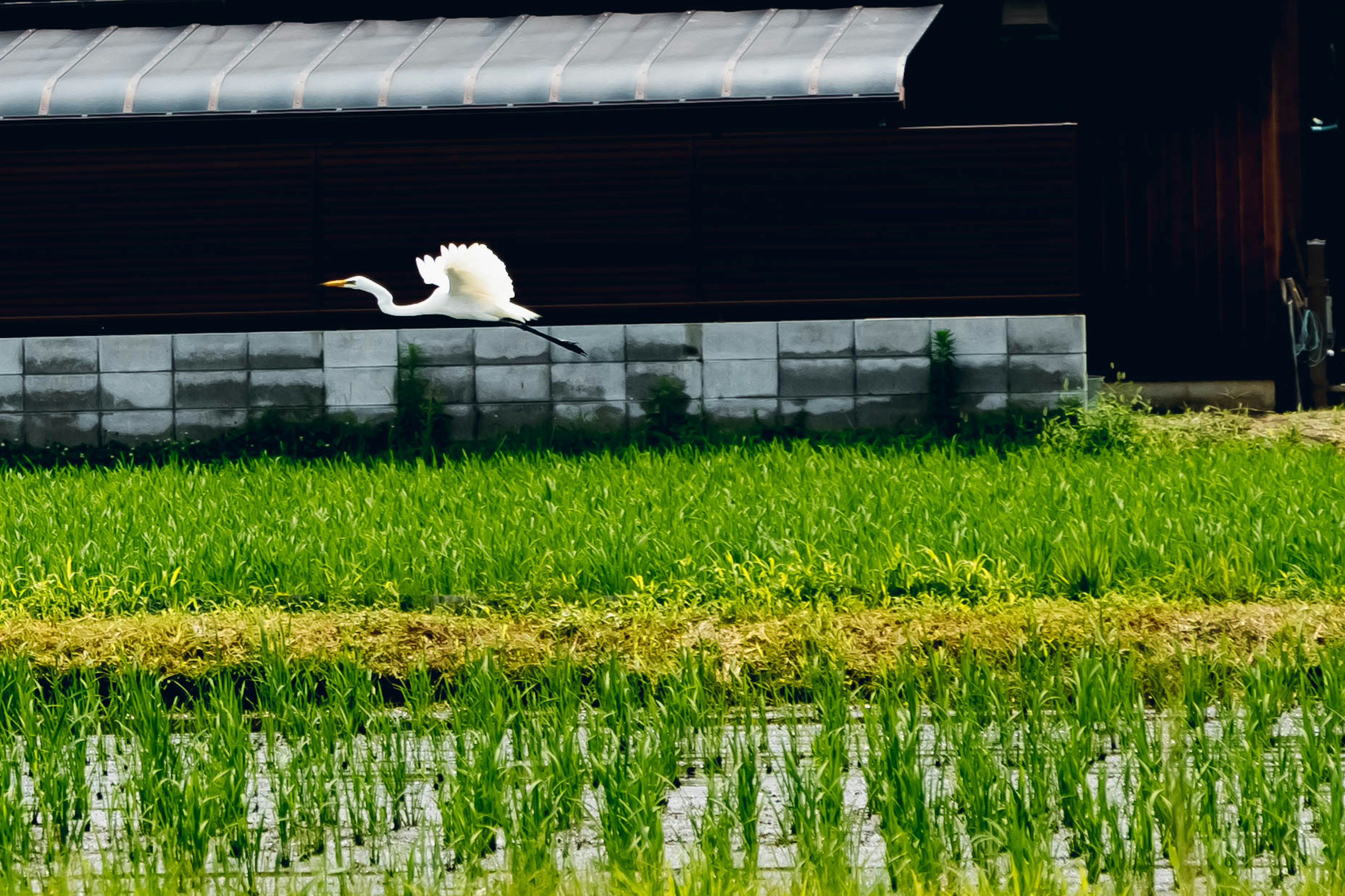 Un héron blanc volant au-dessus d'un champ de riz