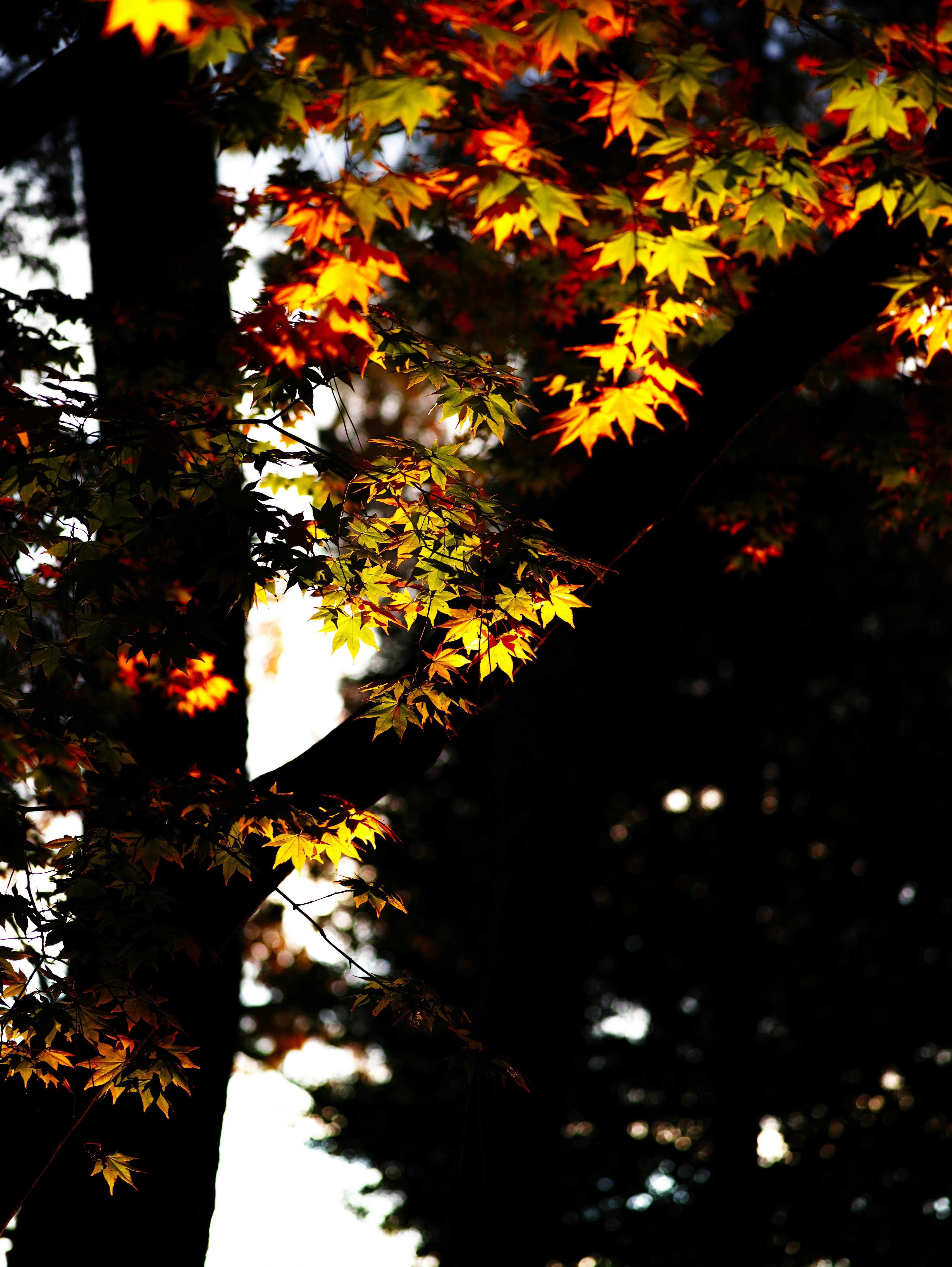 Vibrant autumn leaves illuminated by sunlight