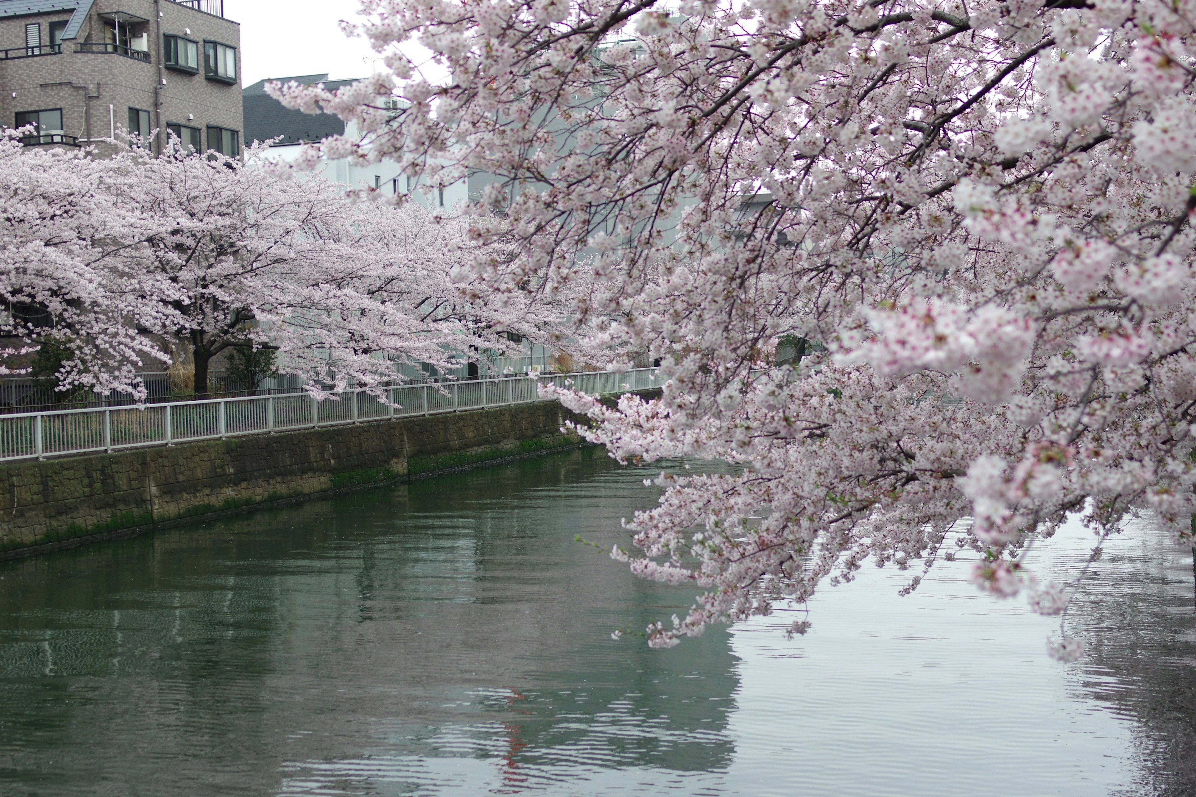 河边樱花树和宁静水面的风景