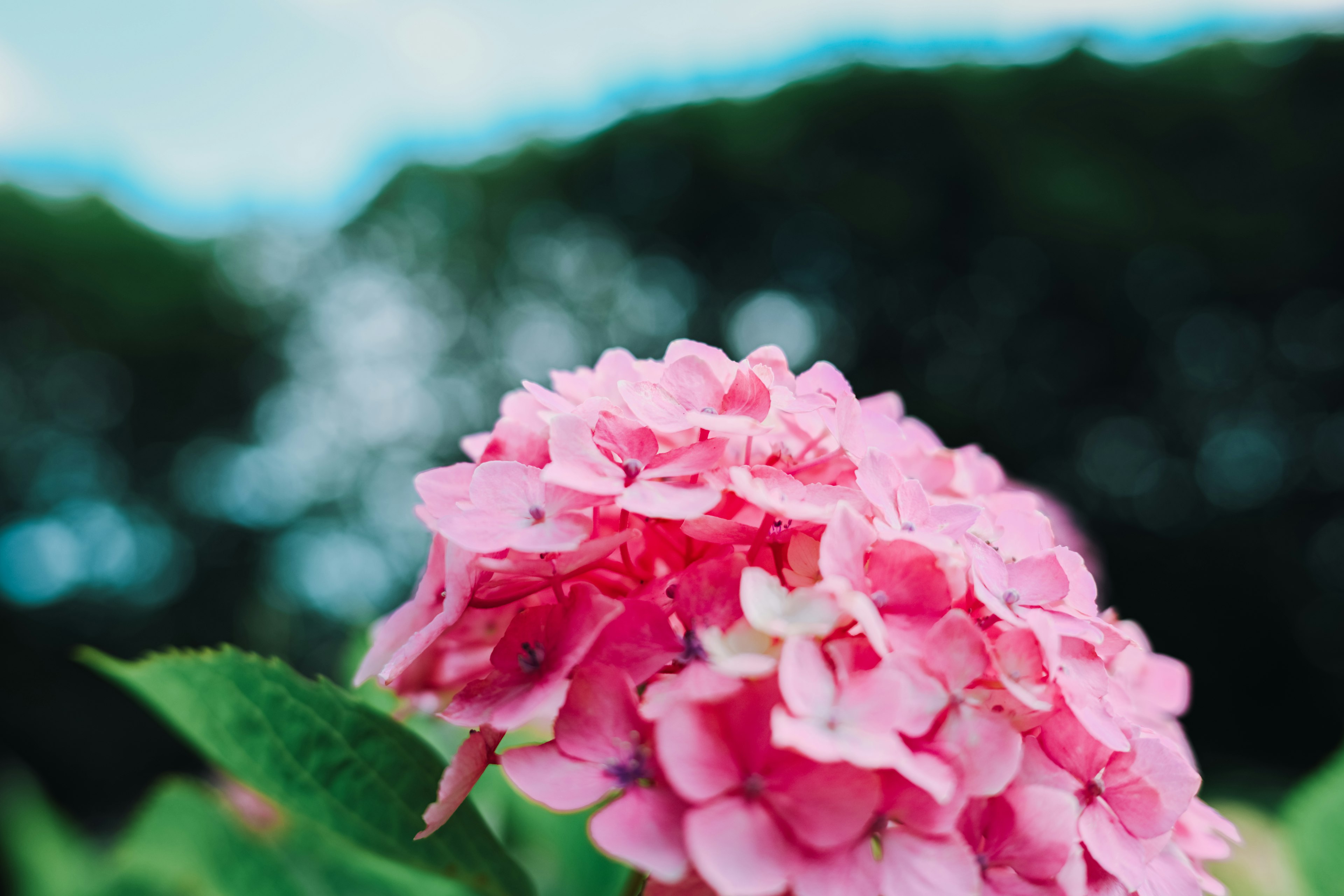 Primer plano de una flor de hortensia rosa con hojas verdes