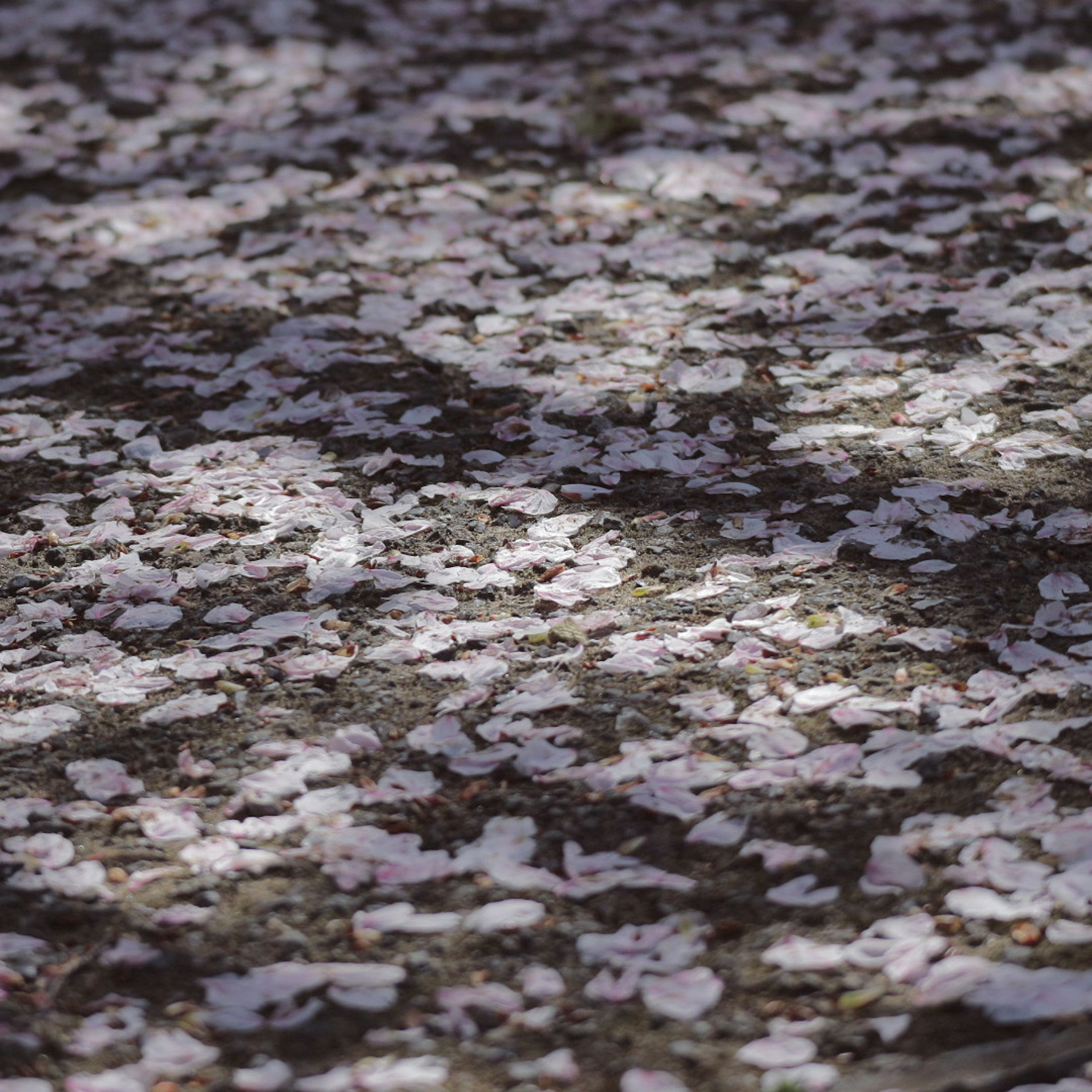 Foto de pétalos de cerezo esparcidos en el suelo