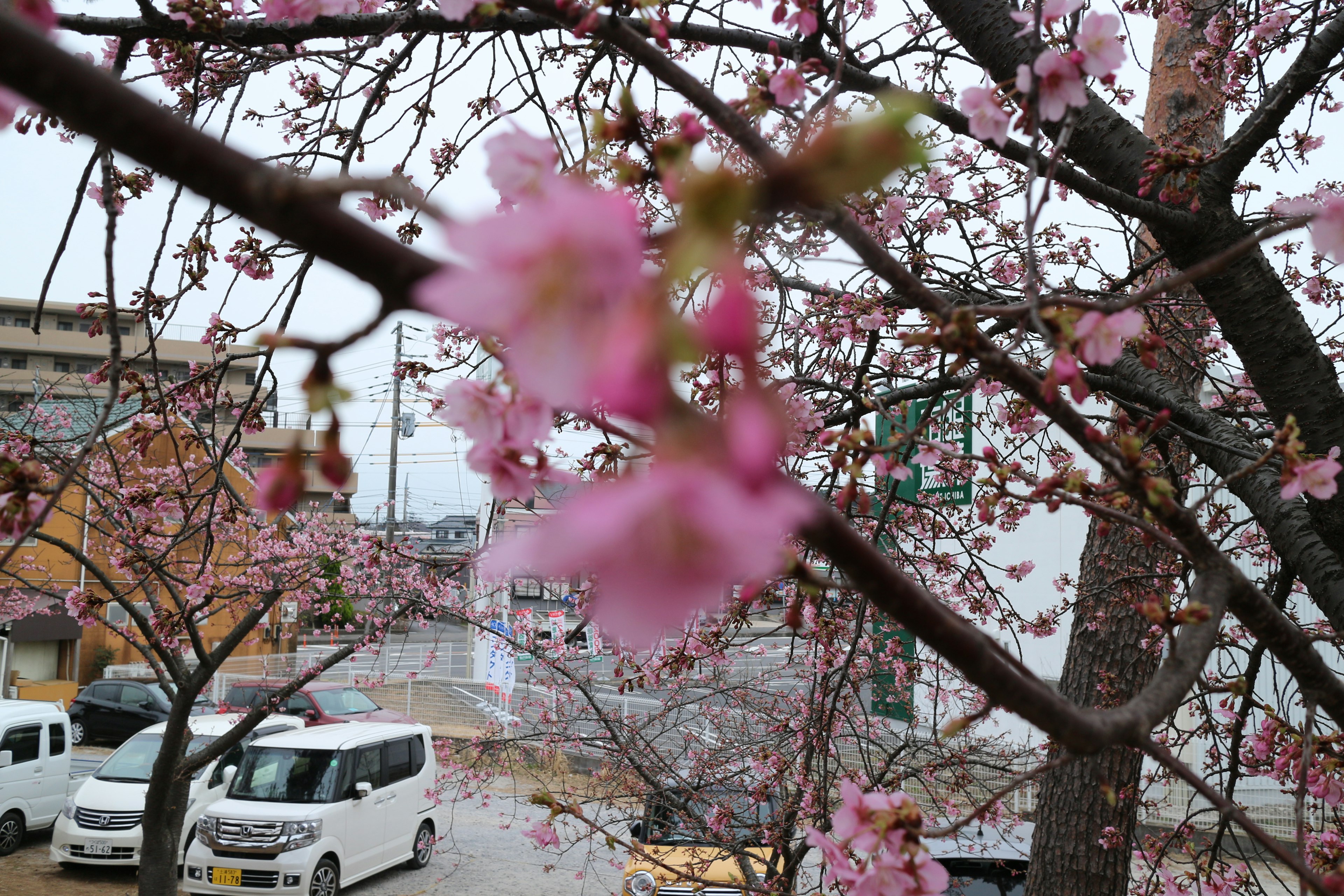 Acercamiento a las flores de cerezo en un árbol con coches visibles al fondo