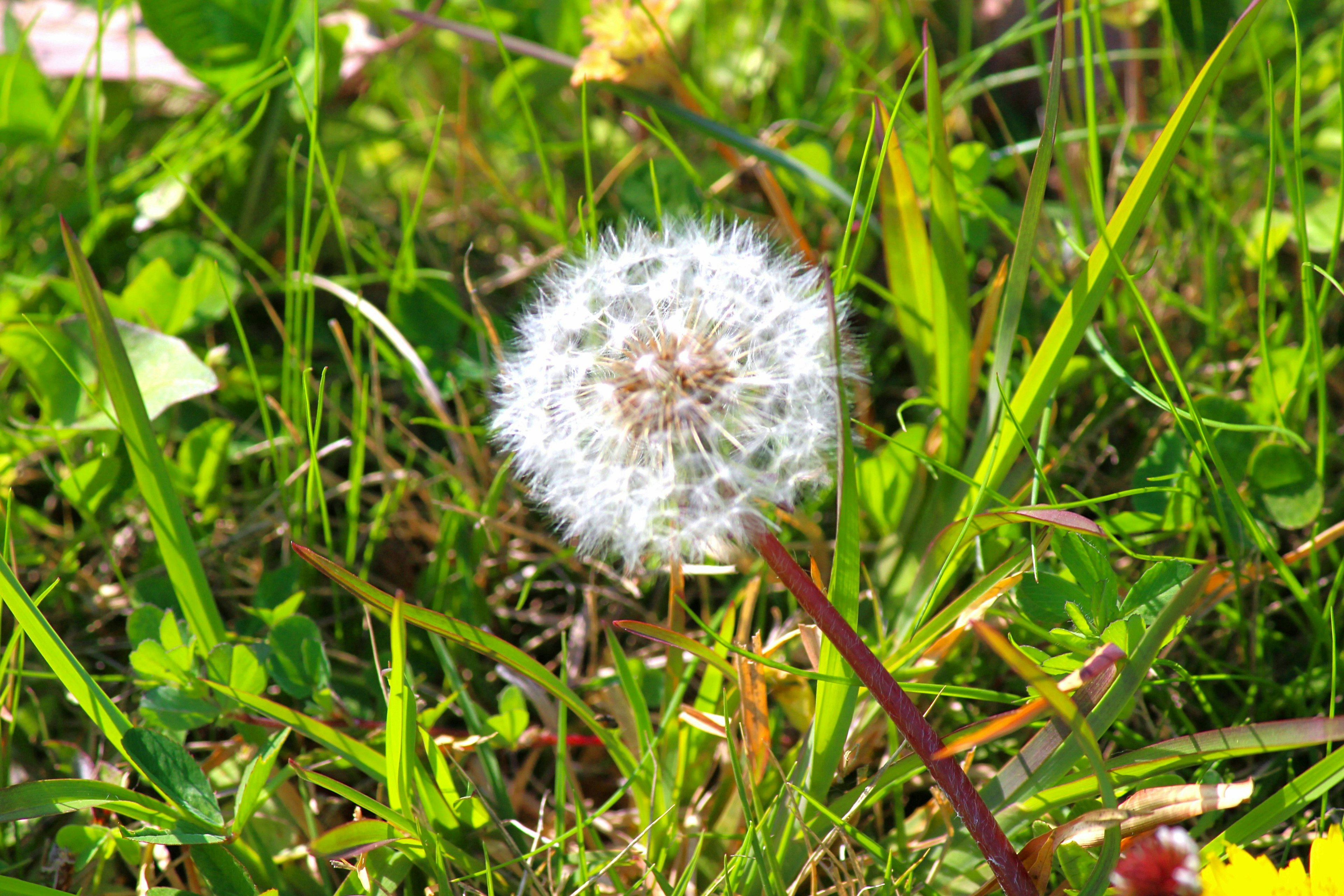 A white dandelion puffball surrounded by green grass