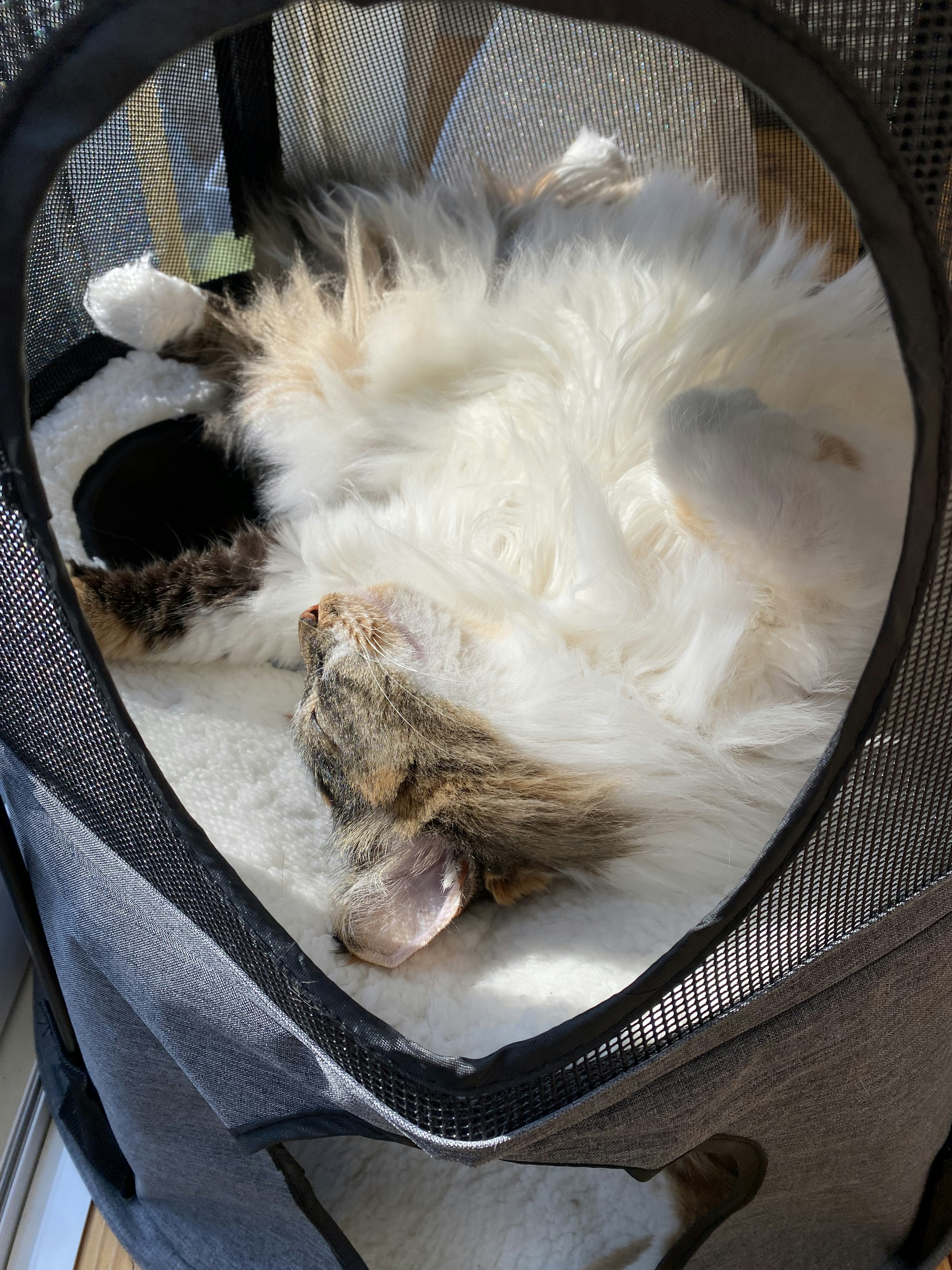 A fluffy cat sleeping in a cozy pet carrier