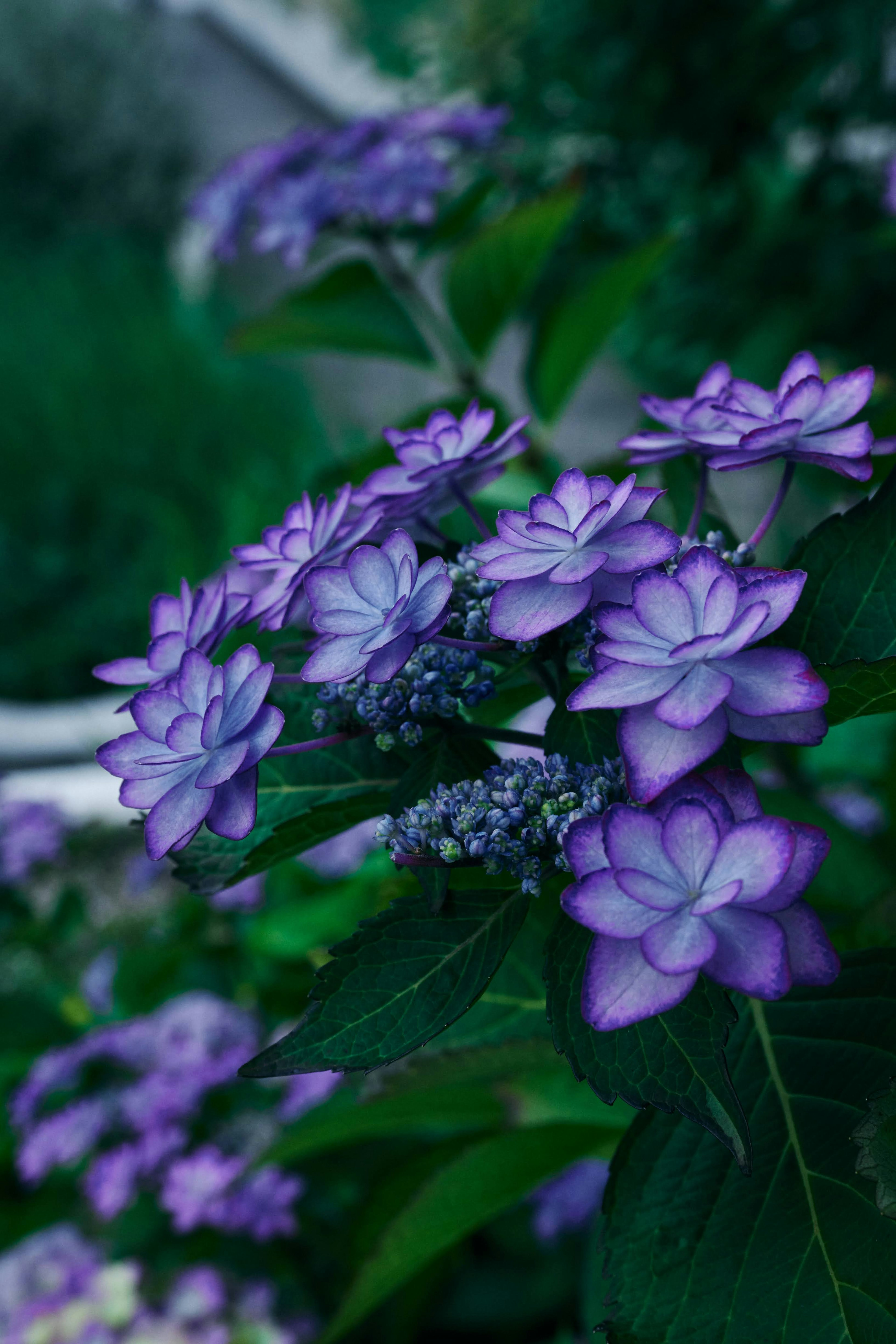 Gros plan de fleurs violettes sur une plante avec un fond vert