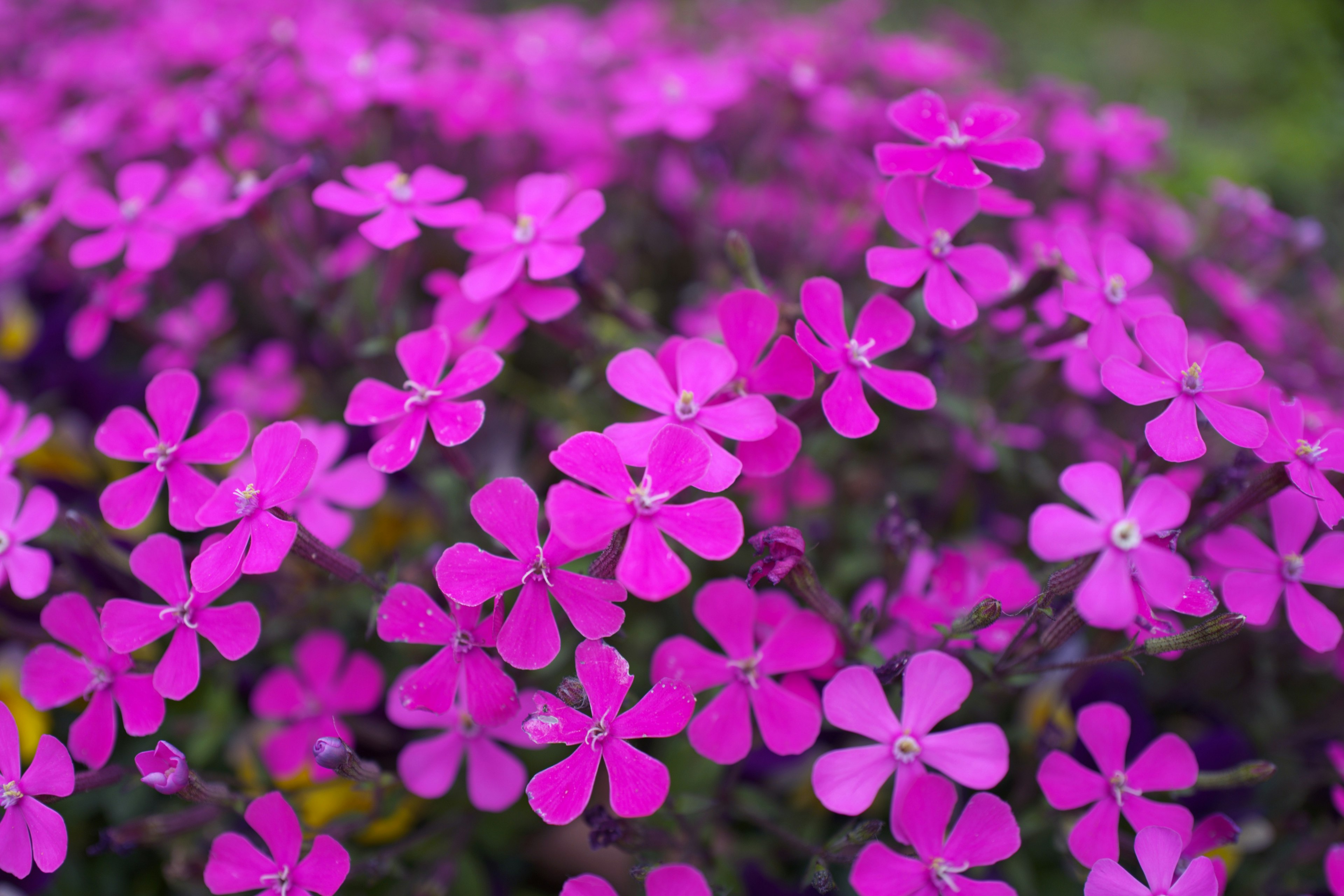 Close-up of vibrant purple flowers blooming