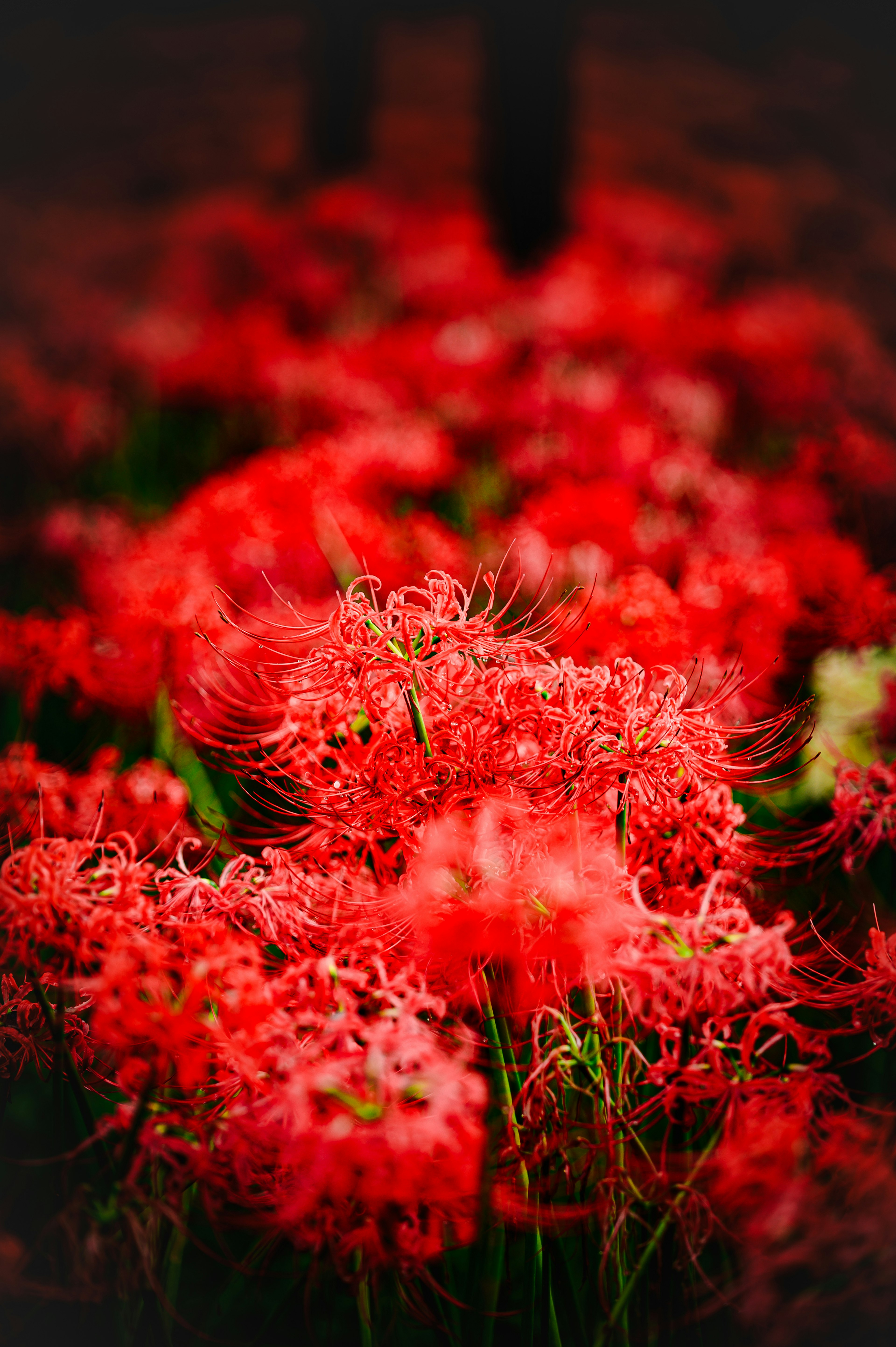 Kumpulan lily laba-laba merah dengan latar belakang yang lembut dan kabur