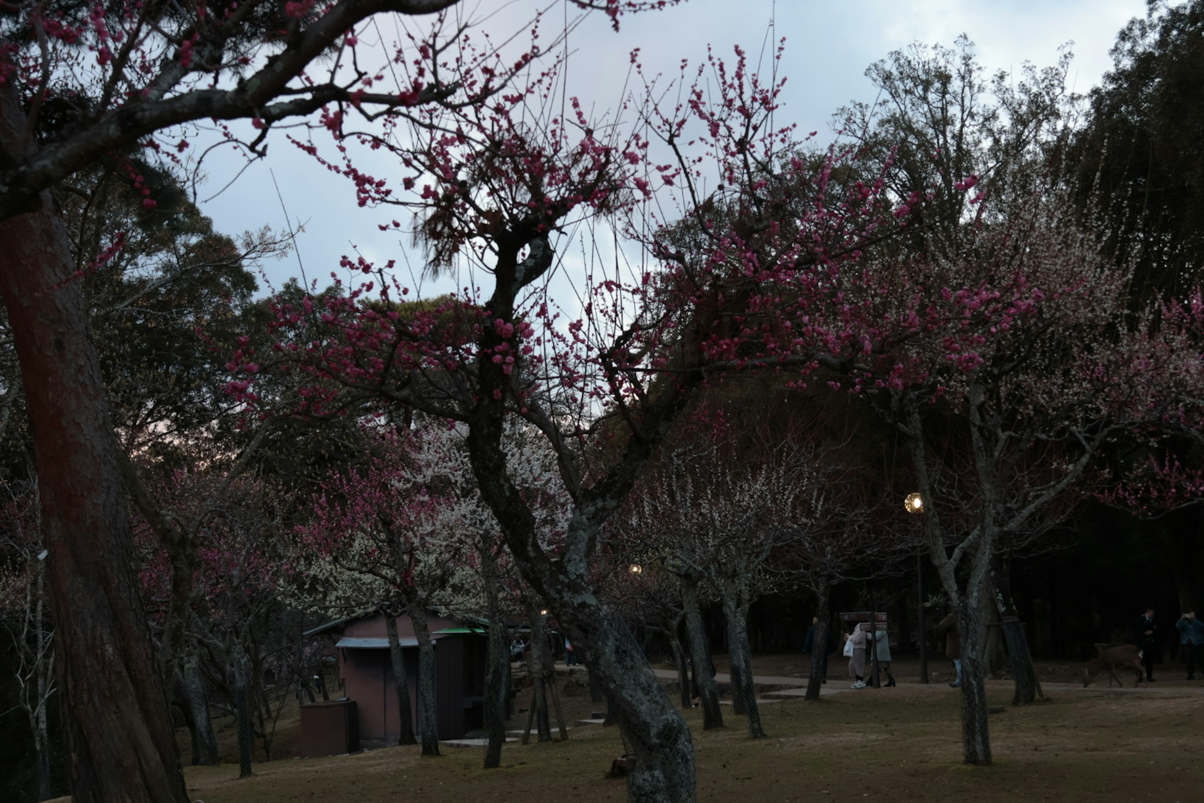 夜の公園に咲く桜の木々と古い建物のシルエット