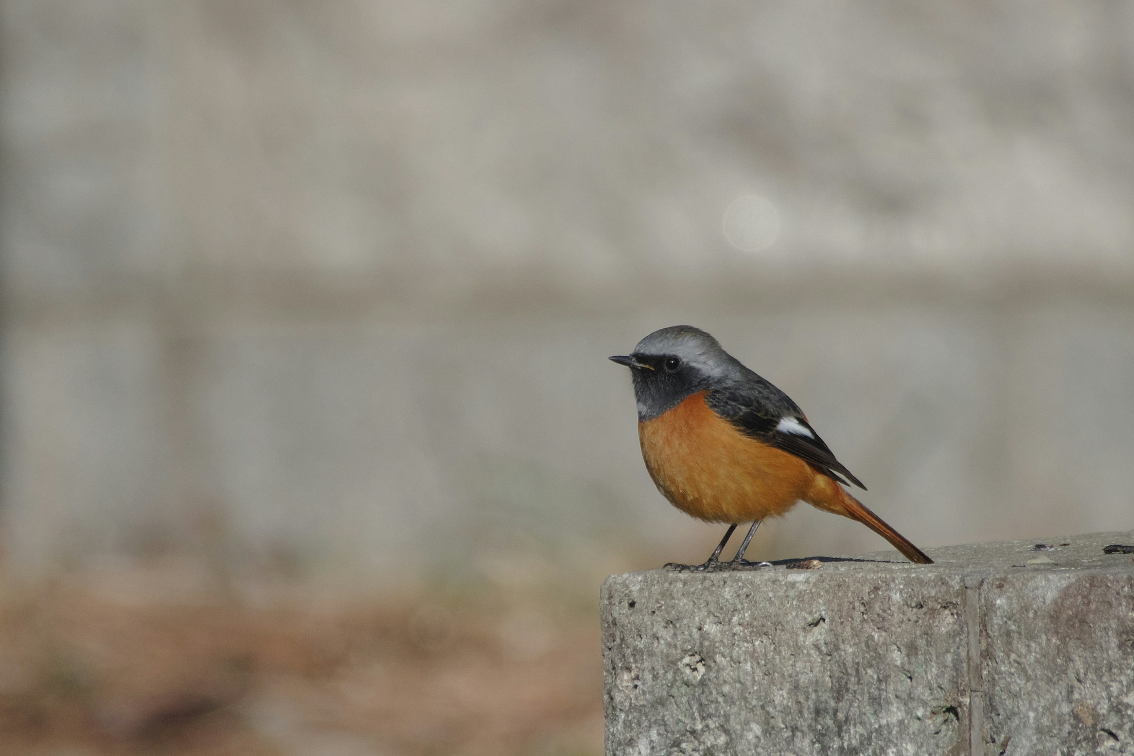 A small bird with a gray head and orange belly standing on a stone