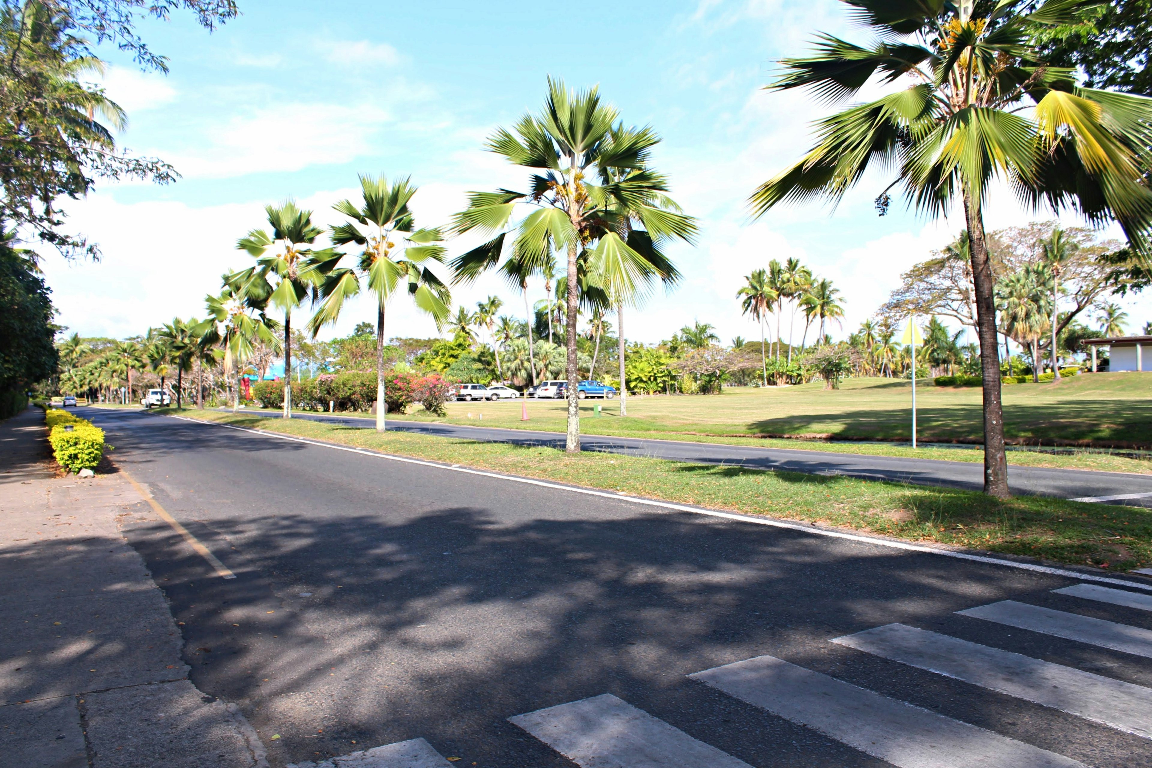 Vista escénica de palmeras a lo largo de una carretera bajo un cielo azul