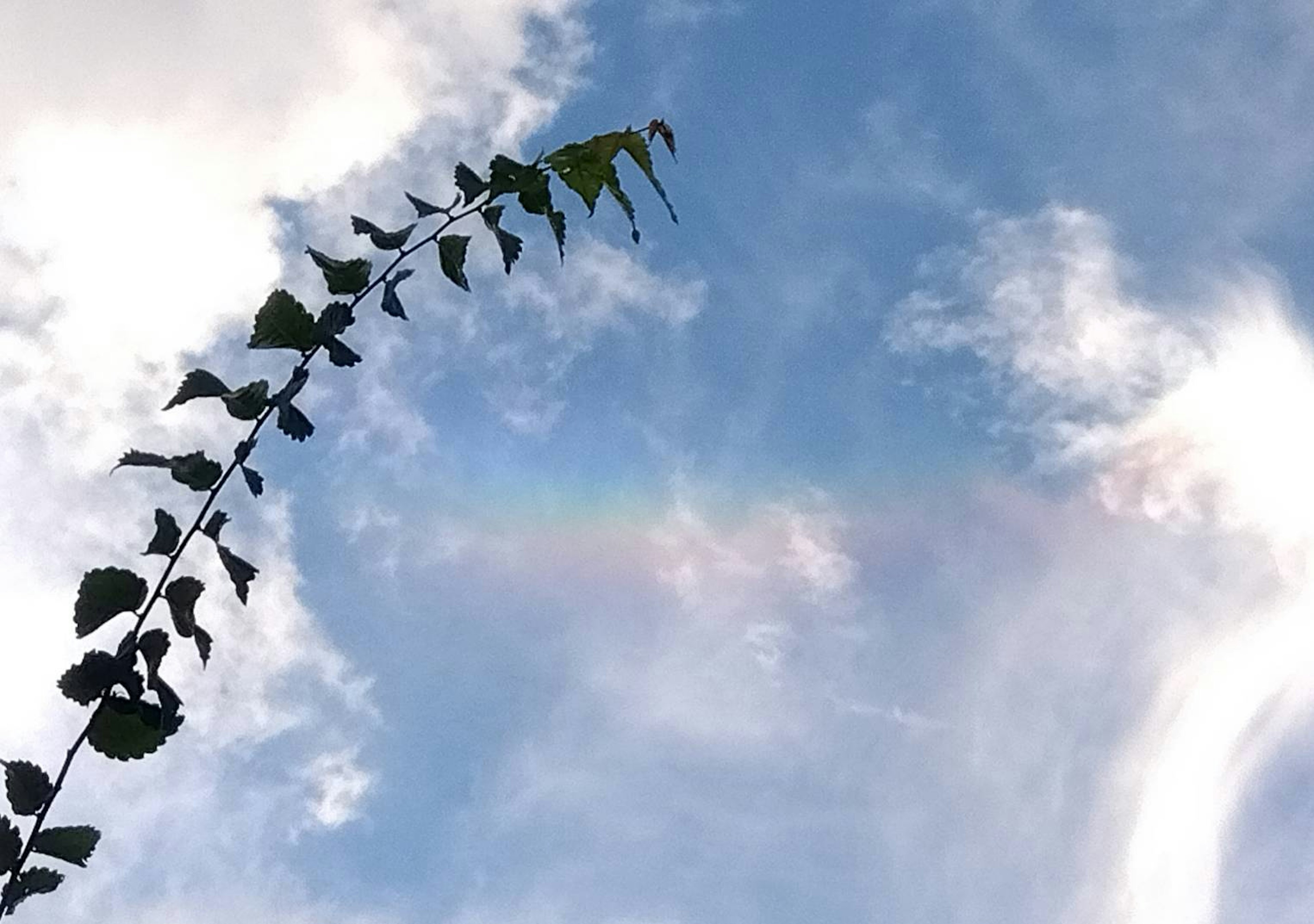 青空に伸びる緑のツルと雲の合間に見える虹