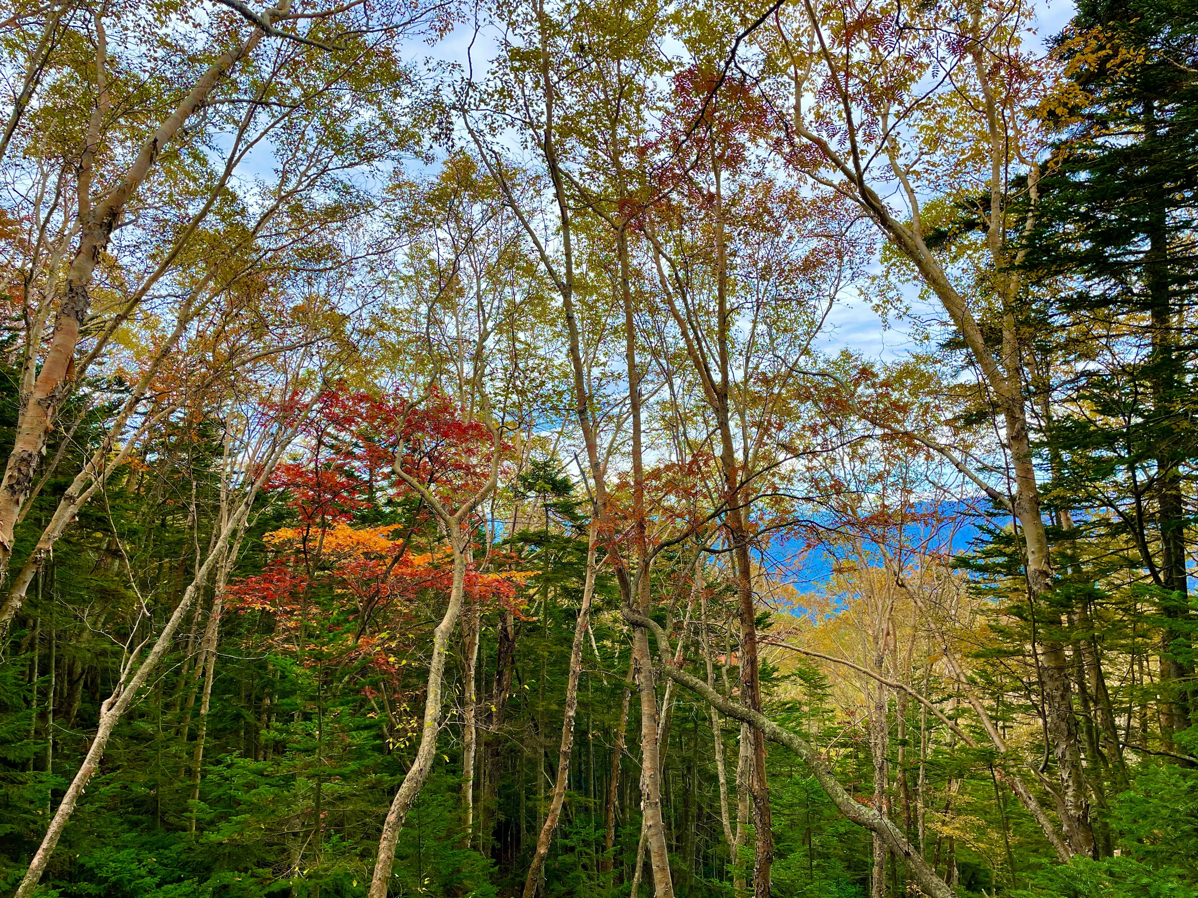 Paisaje forestal con árboles coloridos y cielo azul