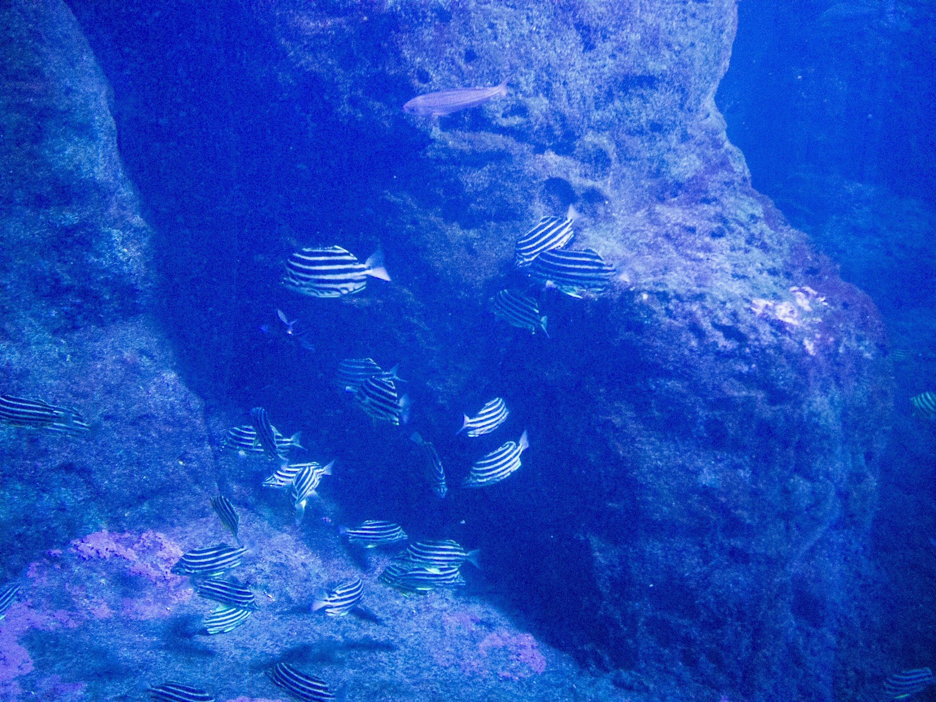 青い水中の岩とさまざまな魚が泳ぐシーン