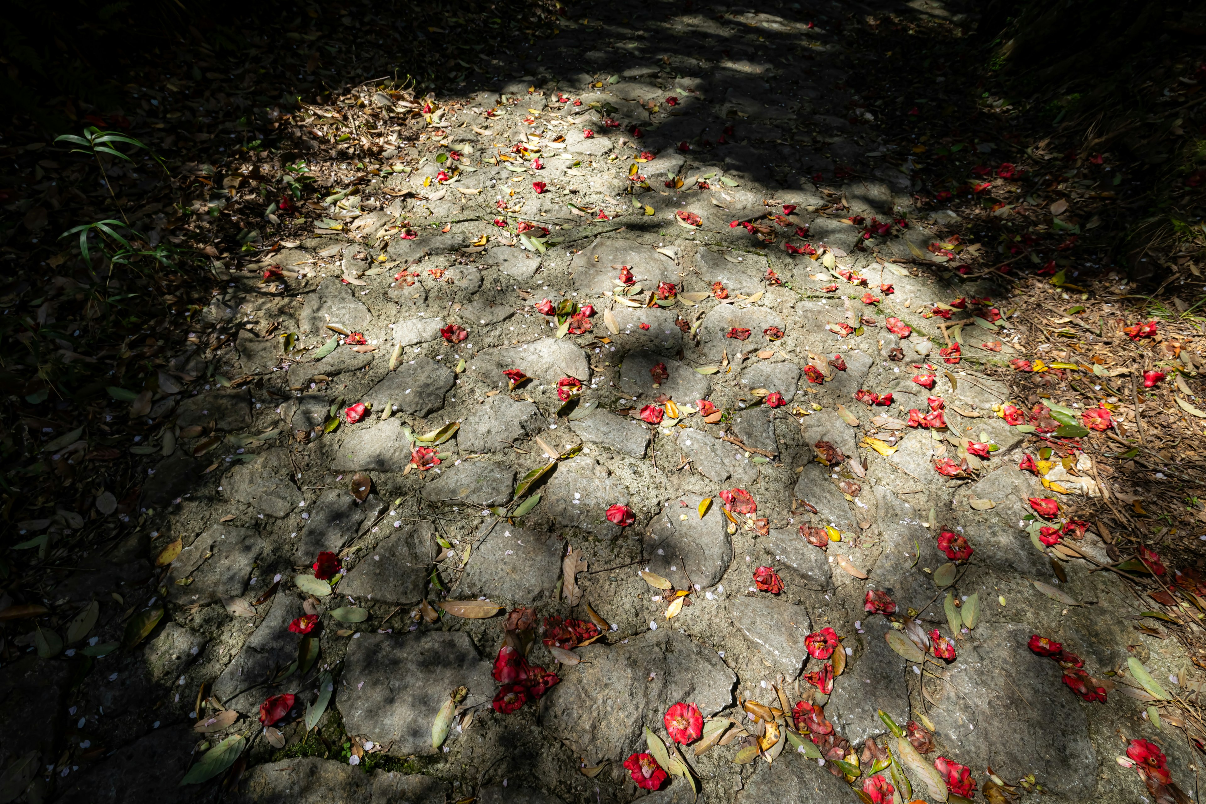 A stone pathway scattered with red flower petals