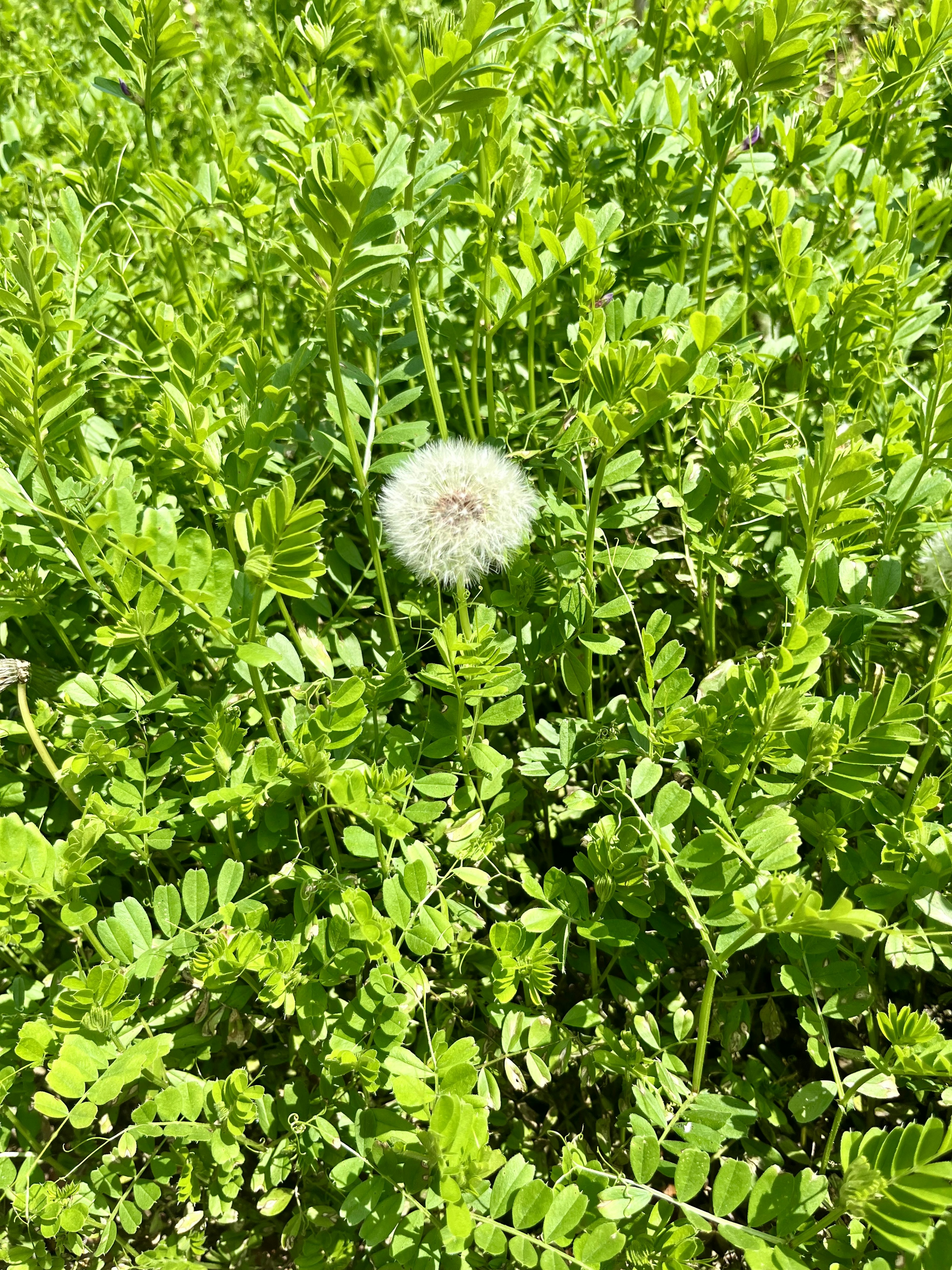 緑の草の中に白いタンポポの種がある