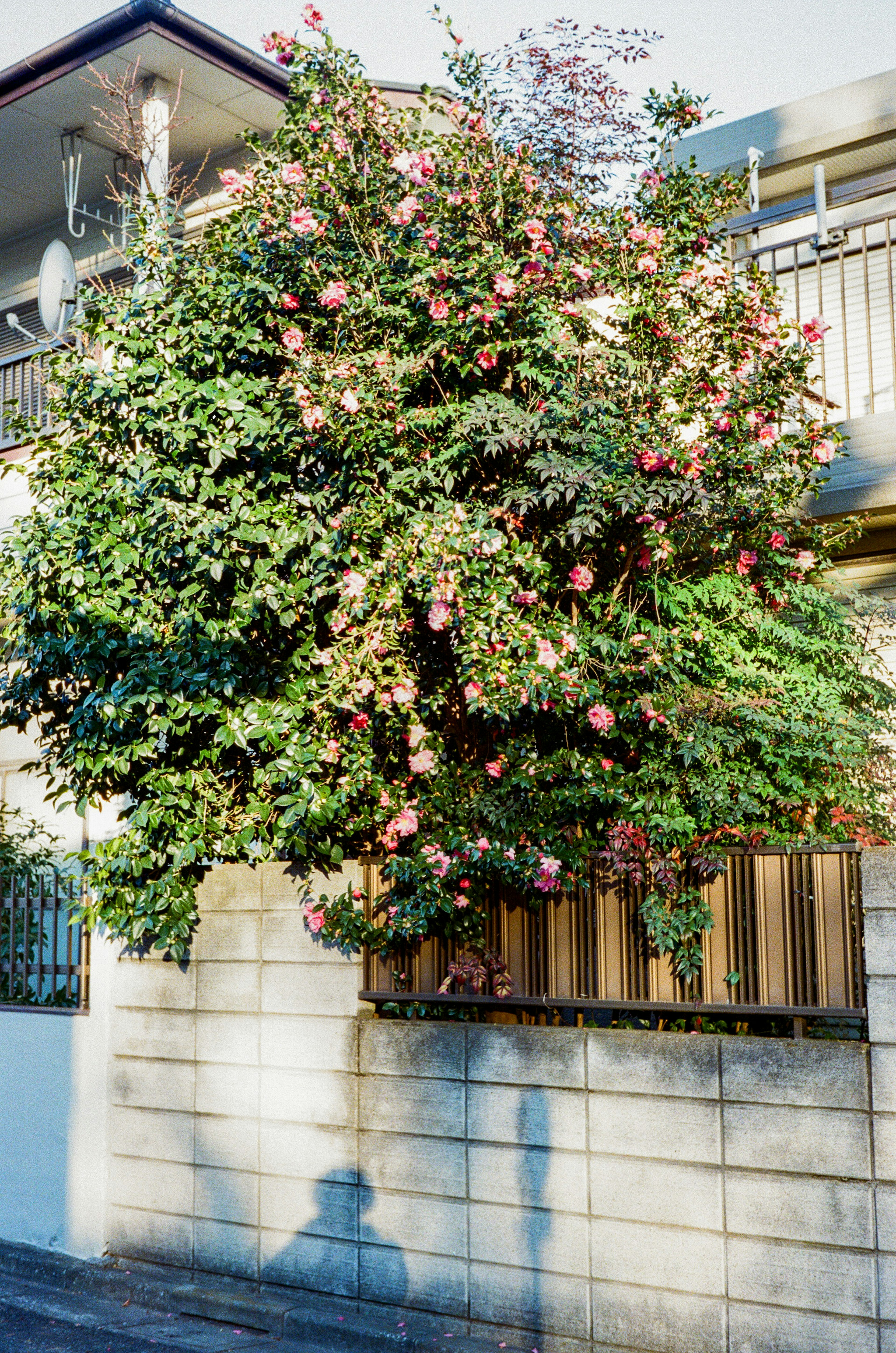 Un gran árbol con flores en flor junto a una pared