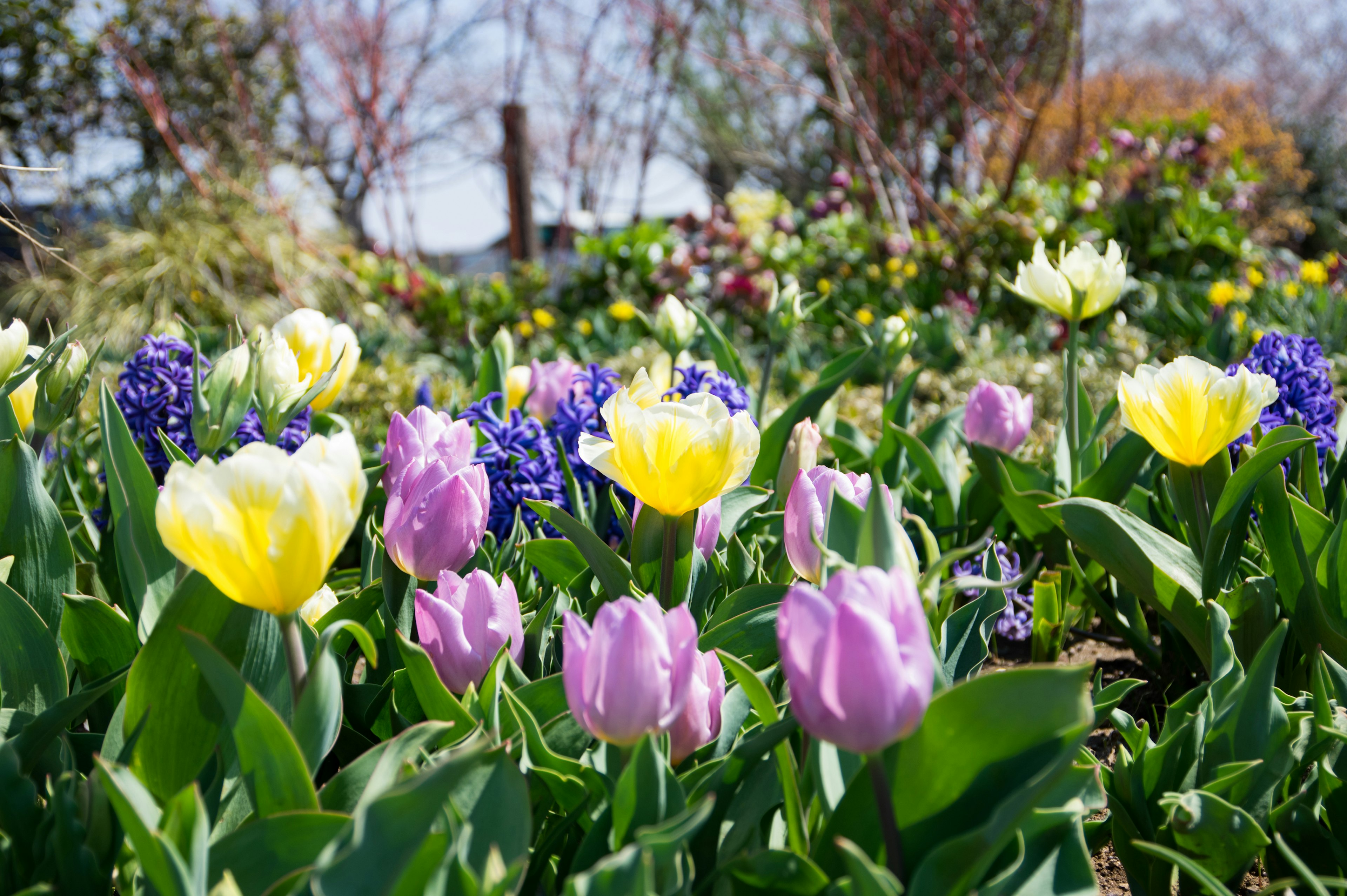 Eine lebendige Gartenszene mit blühenden Tulpen und Hyazinthen