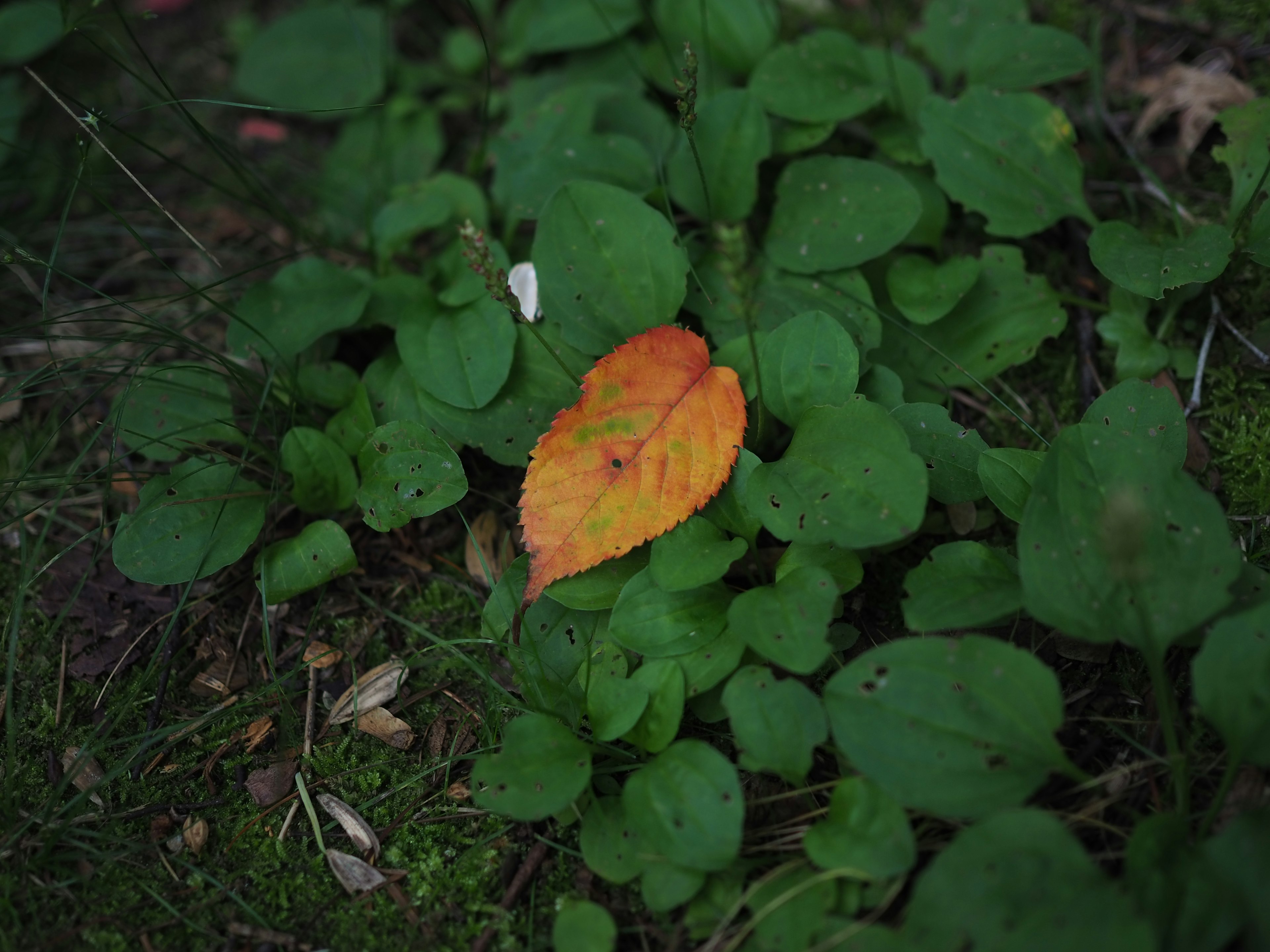 Ein orangefarbenes Blatt zwischen grünem Laub in einer Waldumgebung