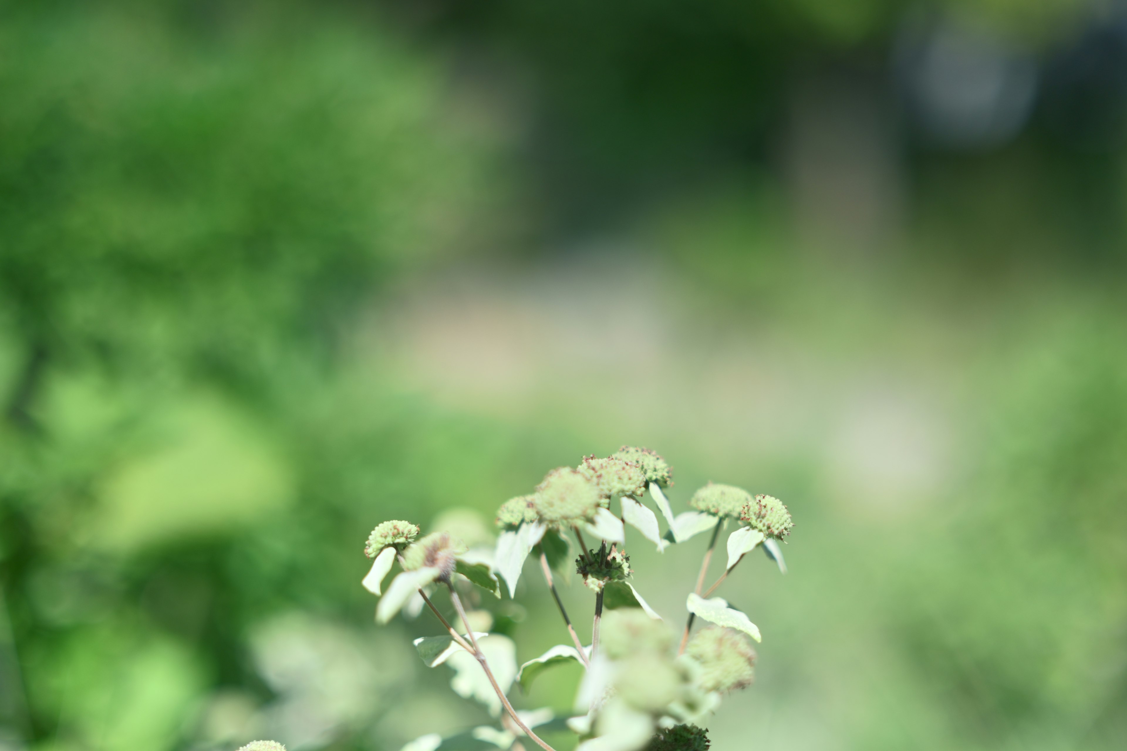 緑の背景にぼやけた白い花が咲いている