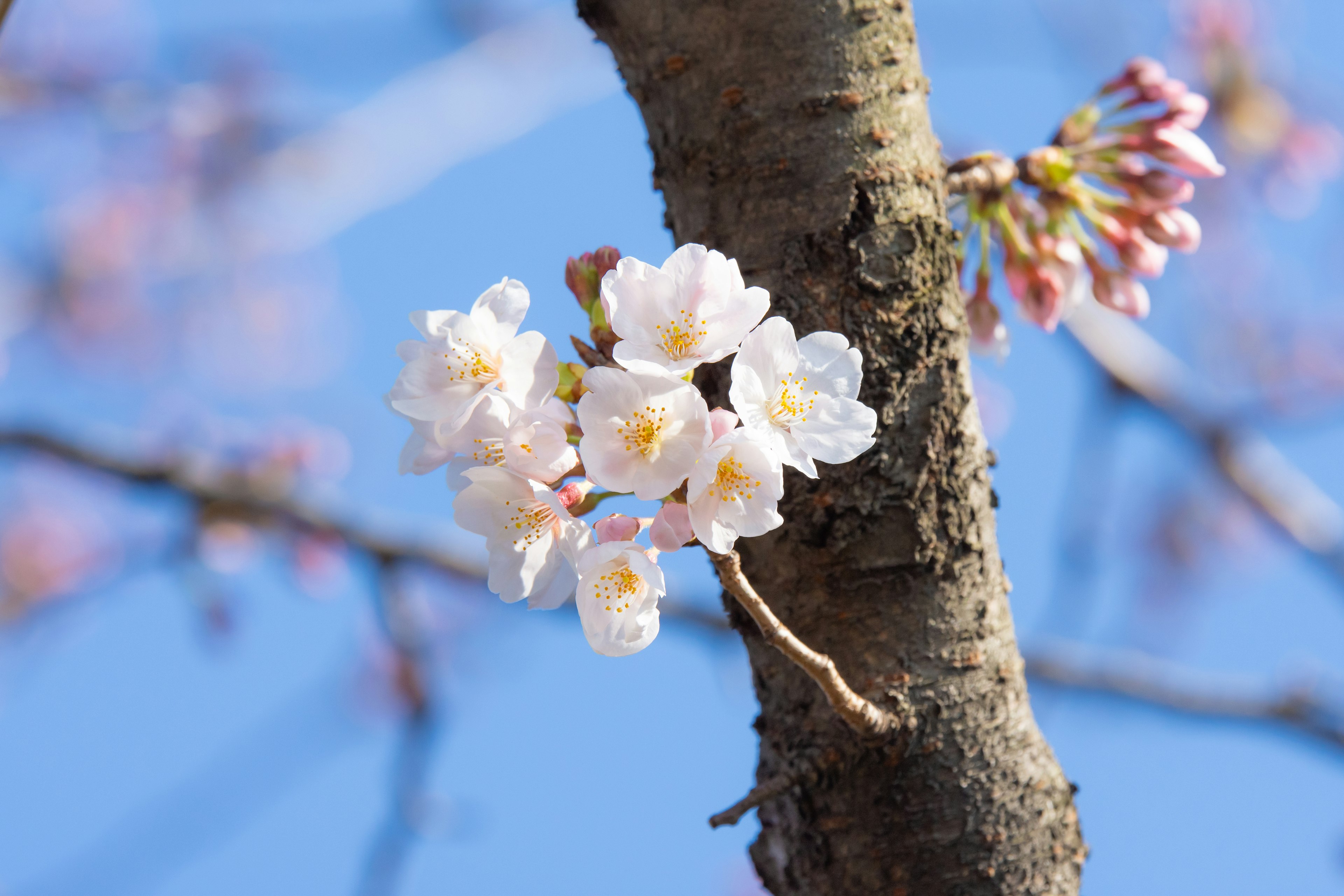 Nahaufnahme von Kirschblüten an einem Baumzweig vor blauem Himmel