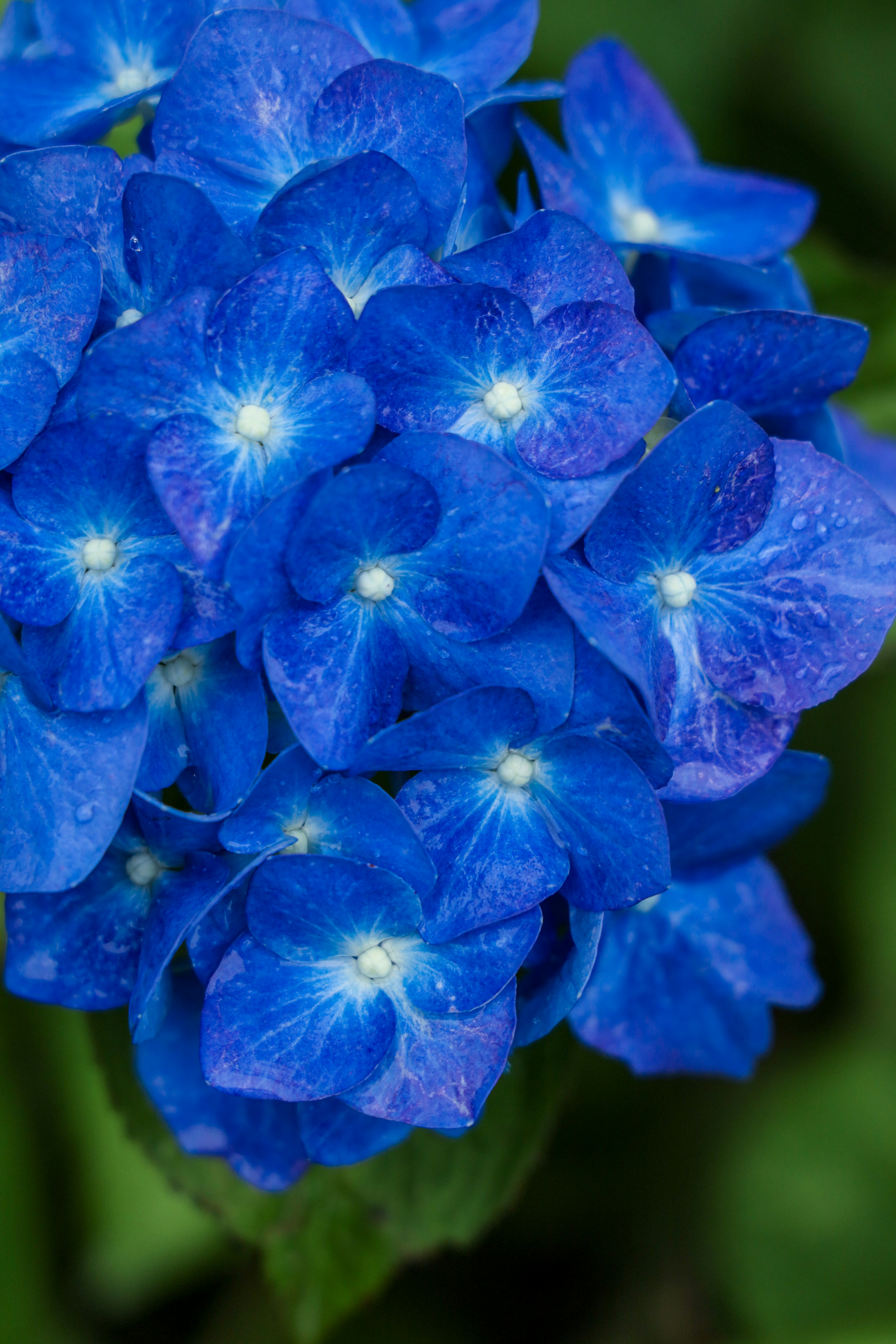 Flores de hortensia azules vibrantes agrupadas