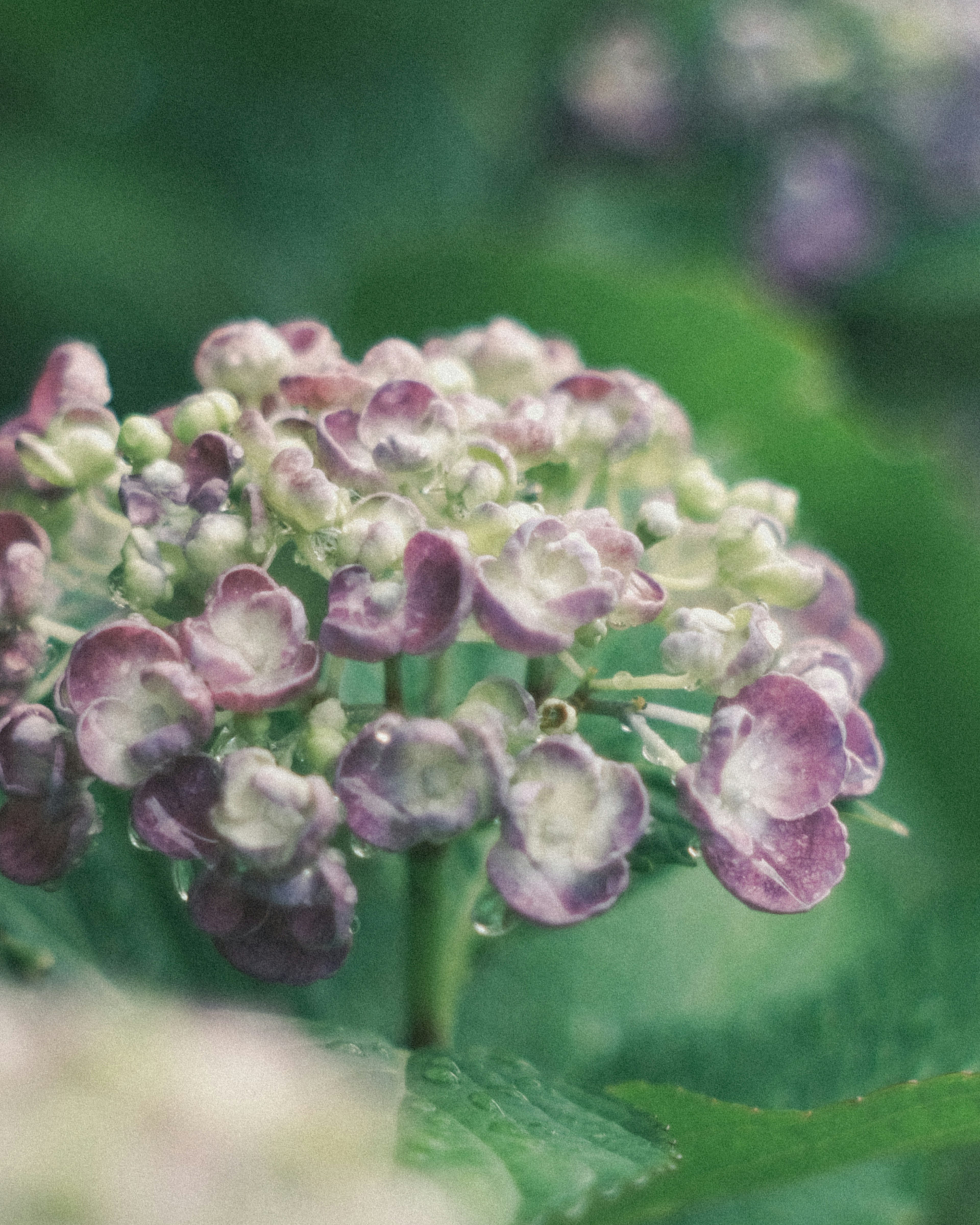 紫色の花と緑の葉が特徴的な花のクローズアップ