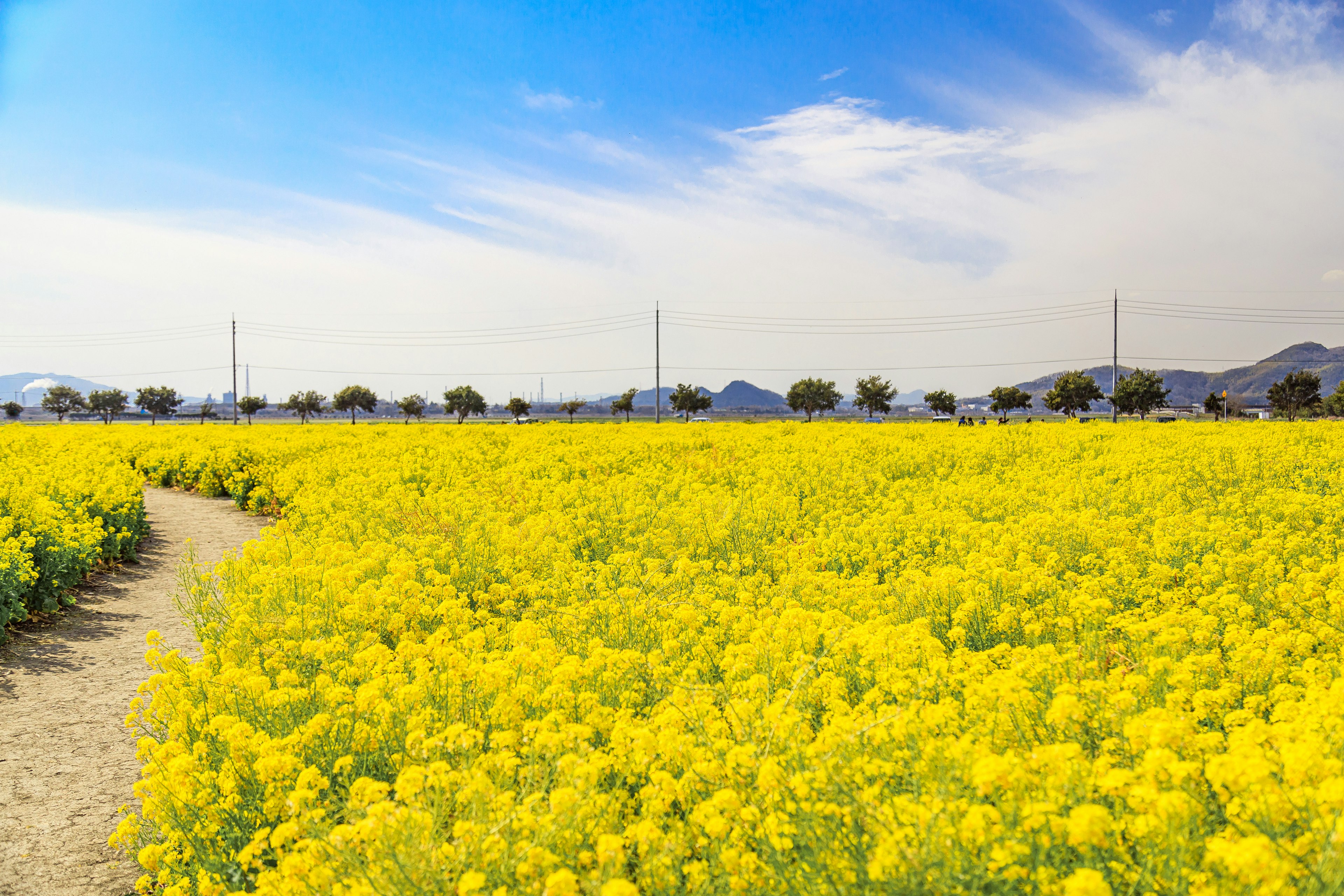 Vibrant yellow rapeseed flower field under a blue sky